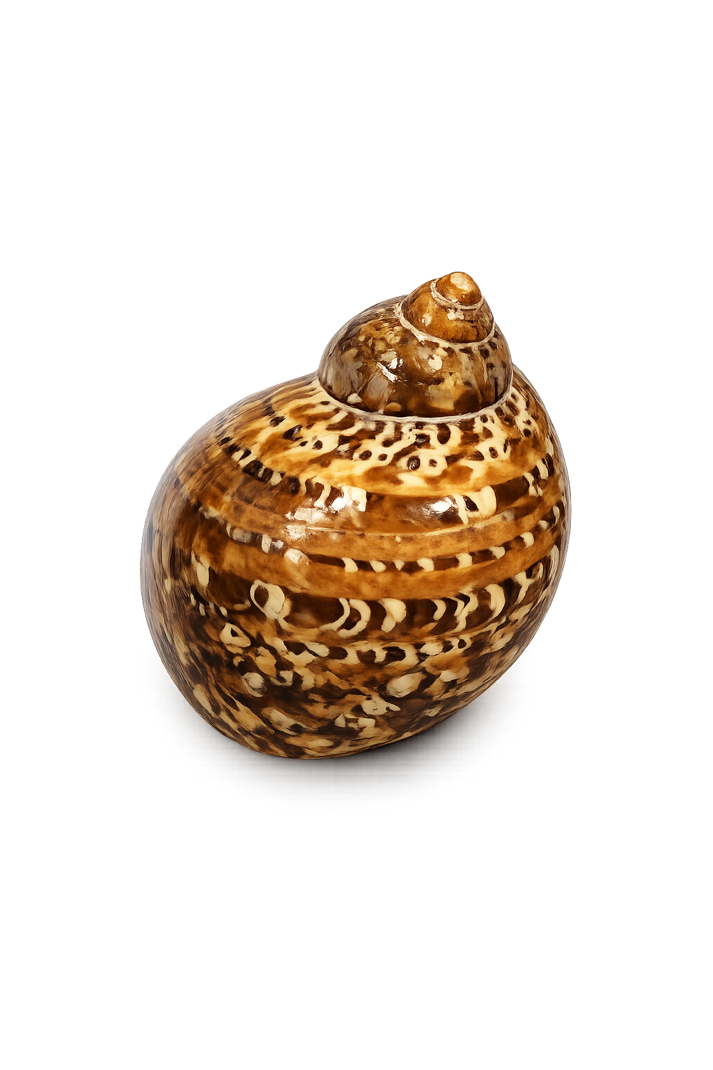 Cypraea Moneta – Money Cowrie Natural Display Shells