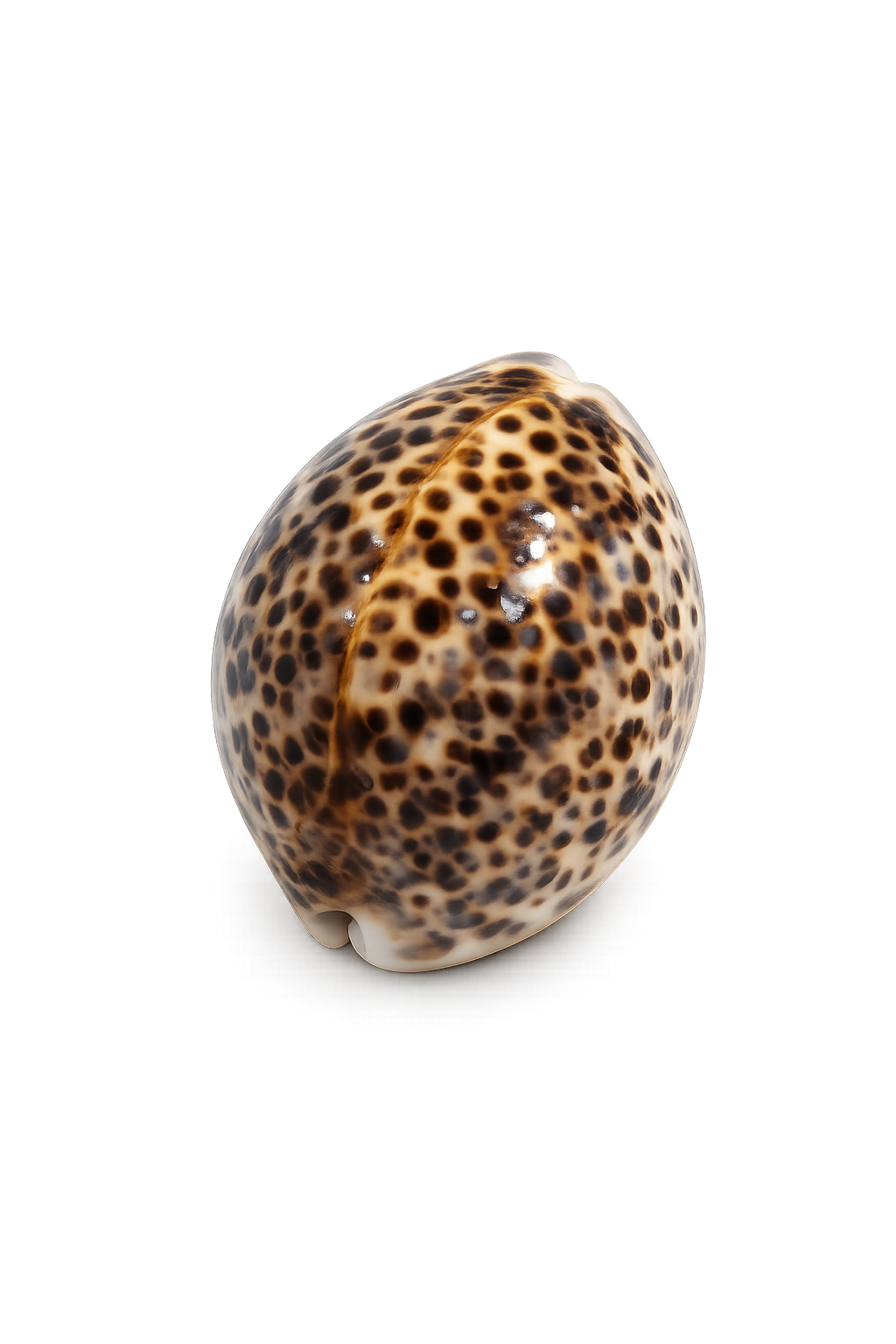 Cypraea Tigris – Tiger Cowrie Natural Display Shells