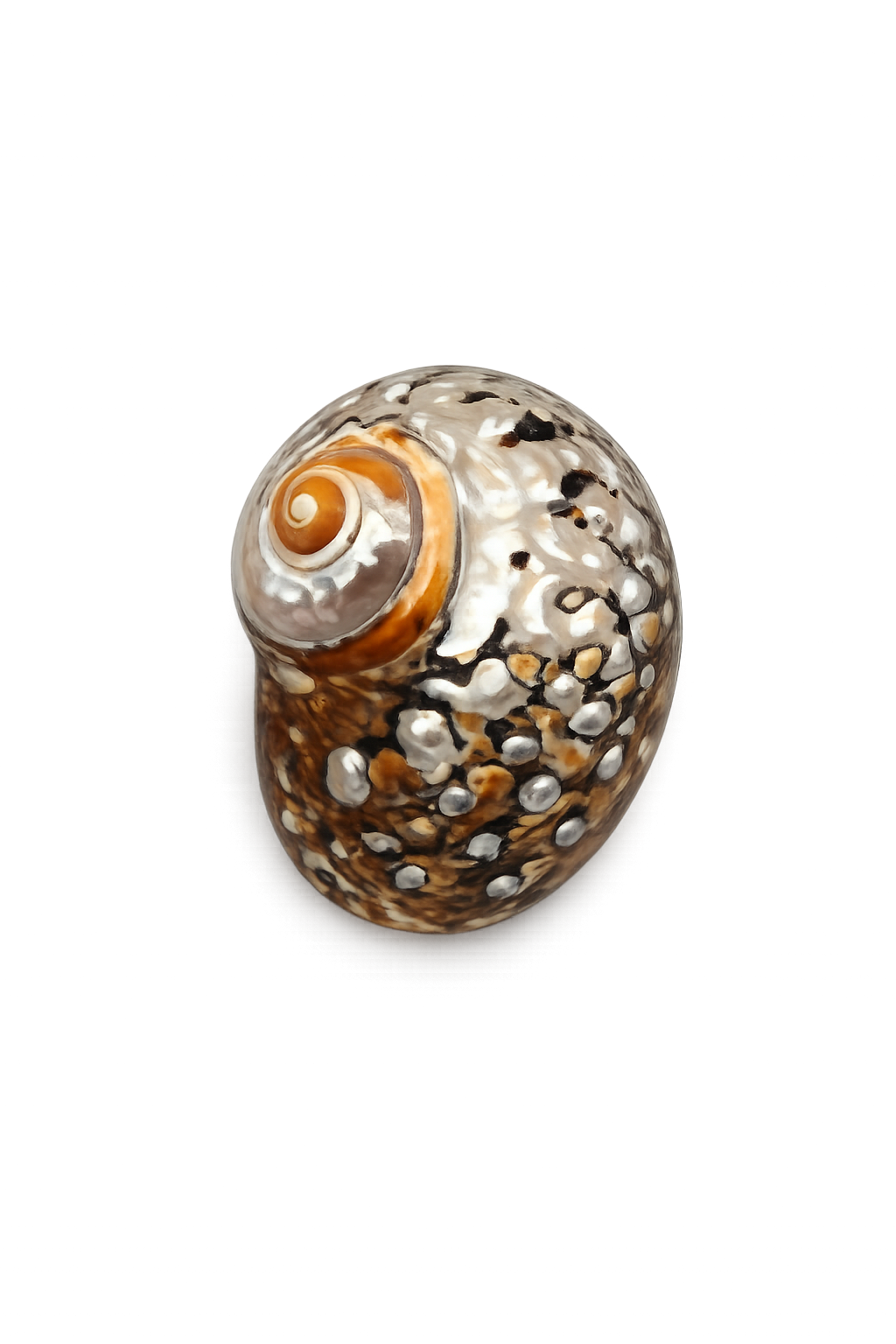 Gold-Mouthed Turban Shells – Gold Wash Spire Natural Display Shells