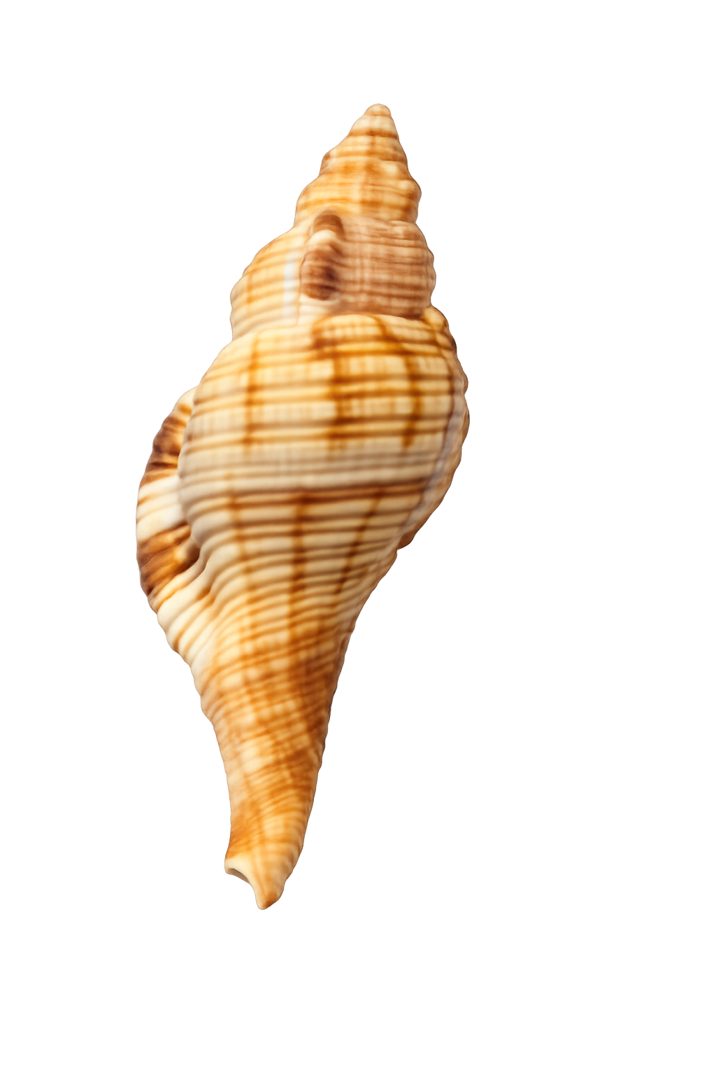 Murex Shells – Sculptural Spired Natural Display Shells