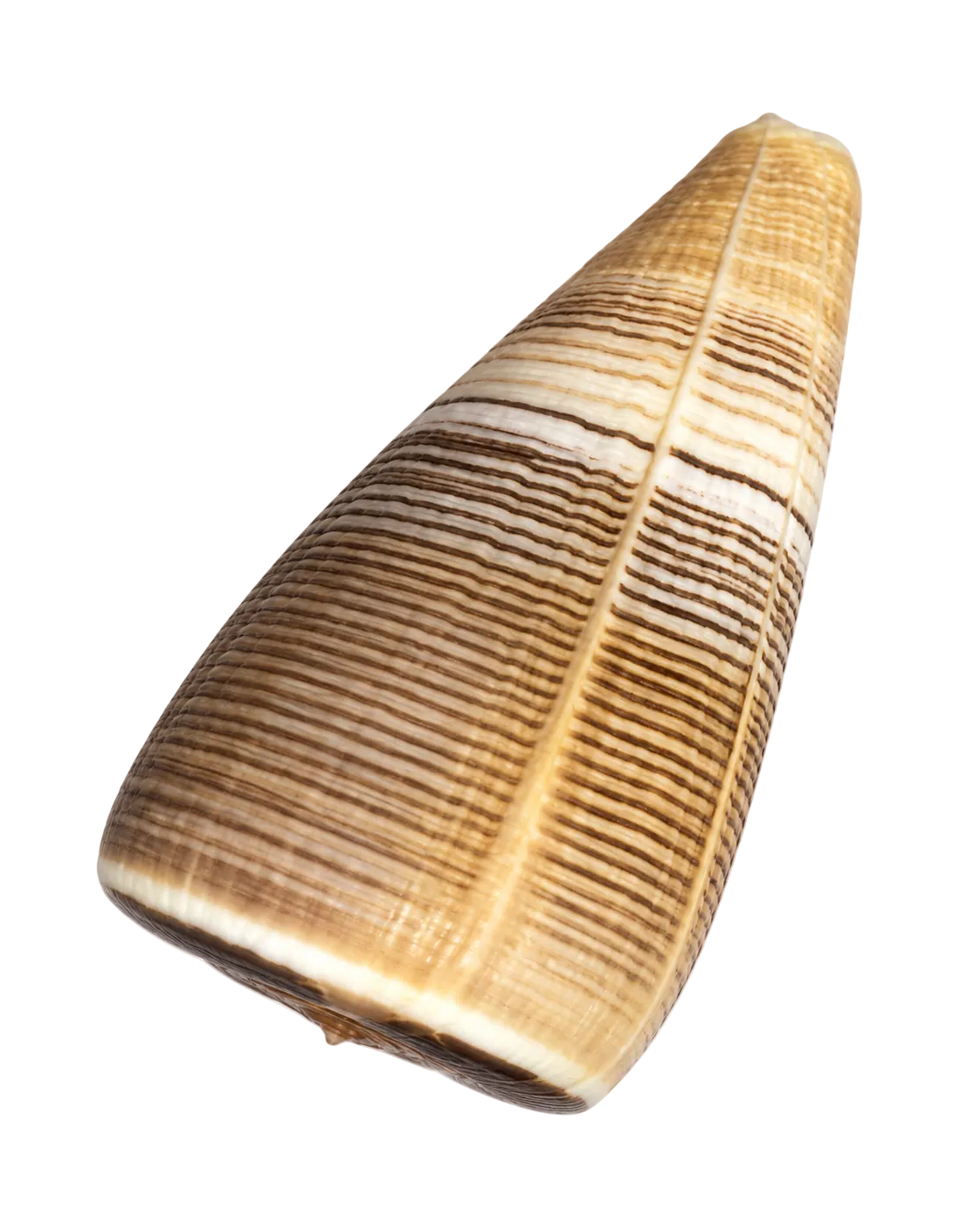 Terebra Auger Shells – Linear Banded Coastal Accents