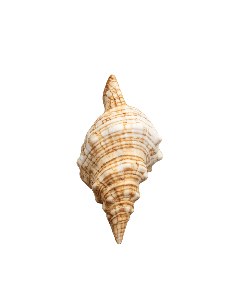 Sand-Ribbed Display Shells