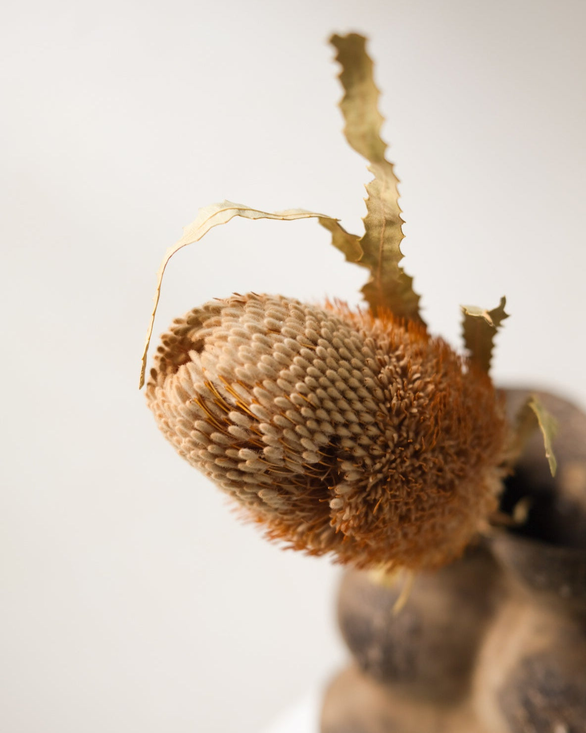 Dried Banksia