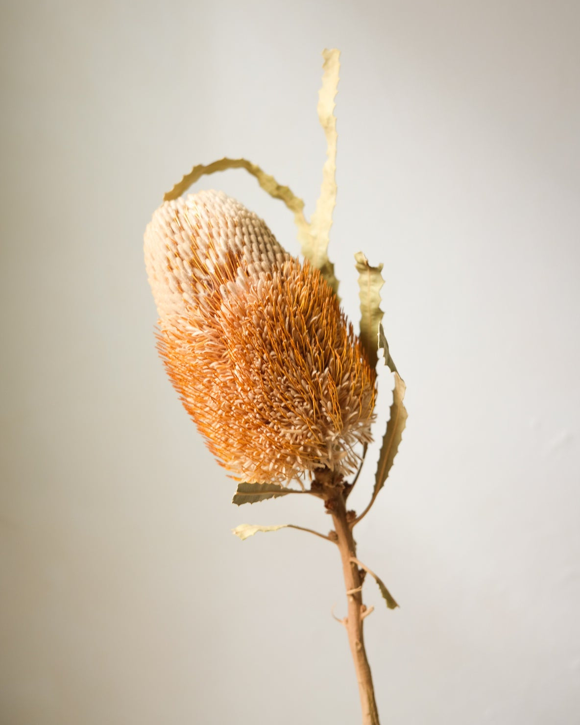 Dried Banksia