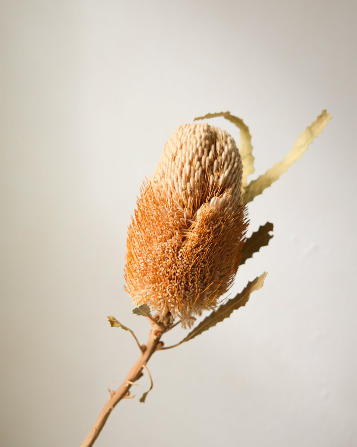 Dried Banksia