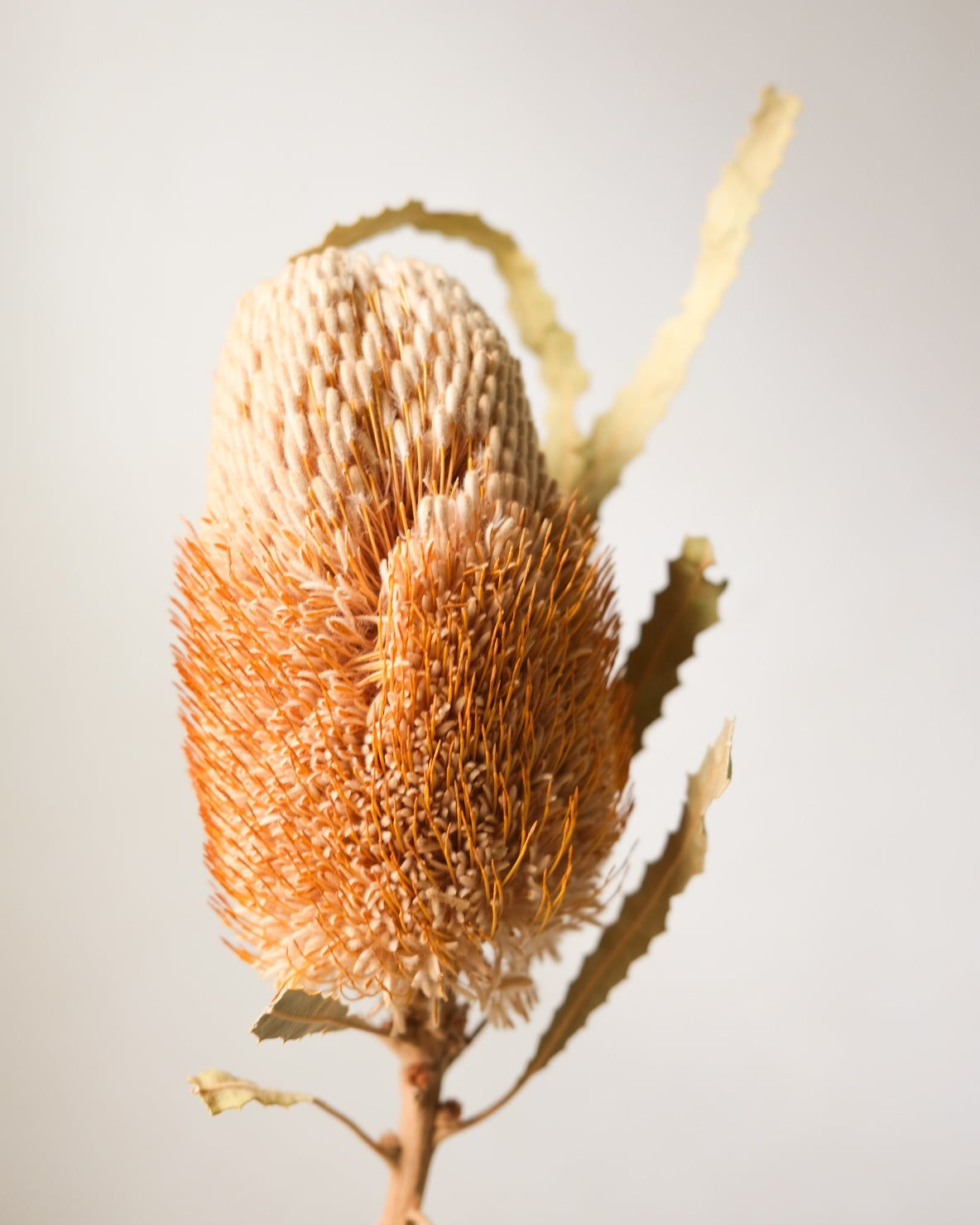 Dried Banksia