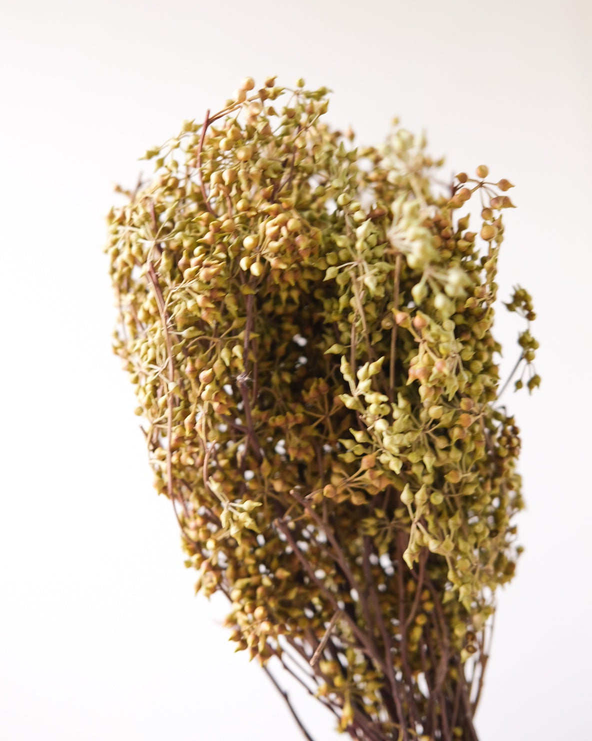 Dried Eucalyptus Fruit (Yellow)