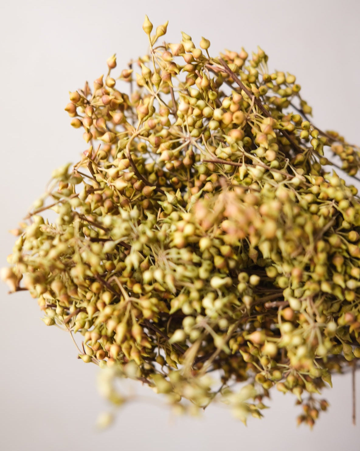 Dried Eucalyptus Fruit (Yellow)