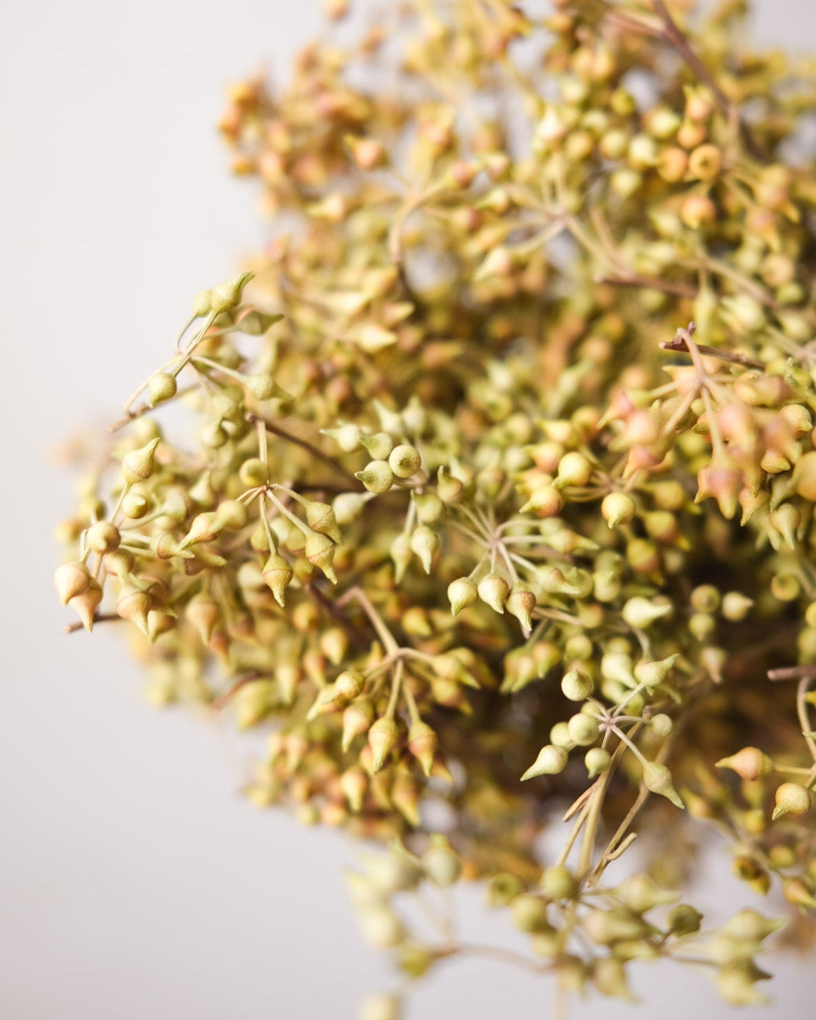 Dried Eucalyptus Fruit (Yellow)