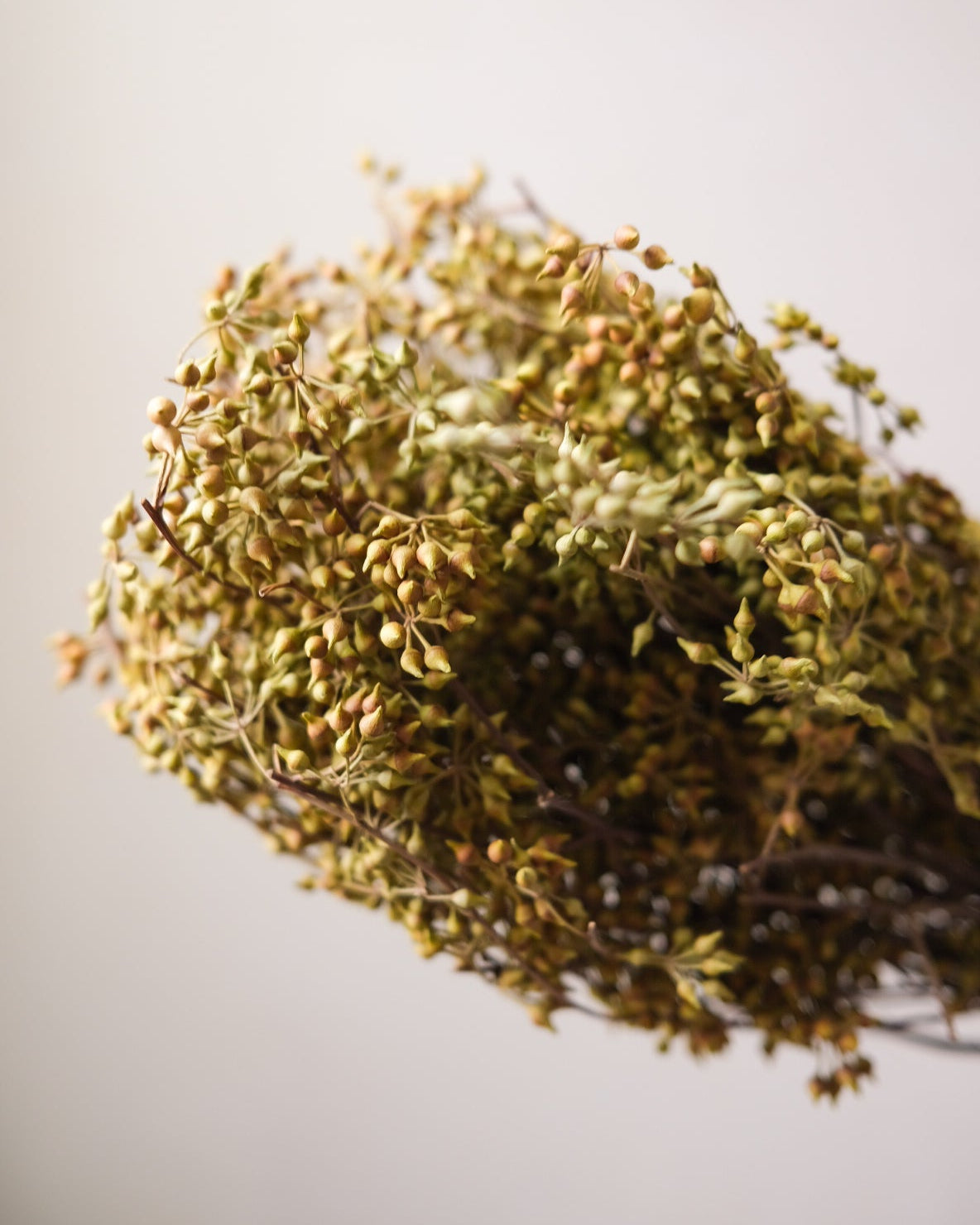 Dried Eucalyptus Fruit (Yellow)