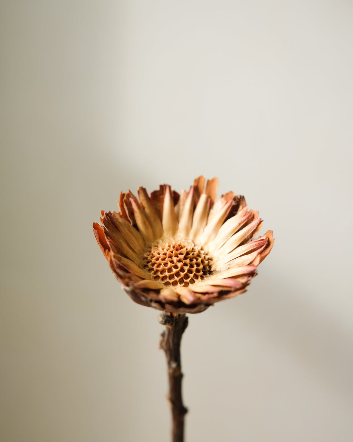 Dried Sunflower