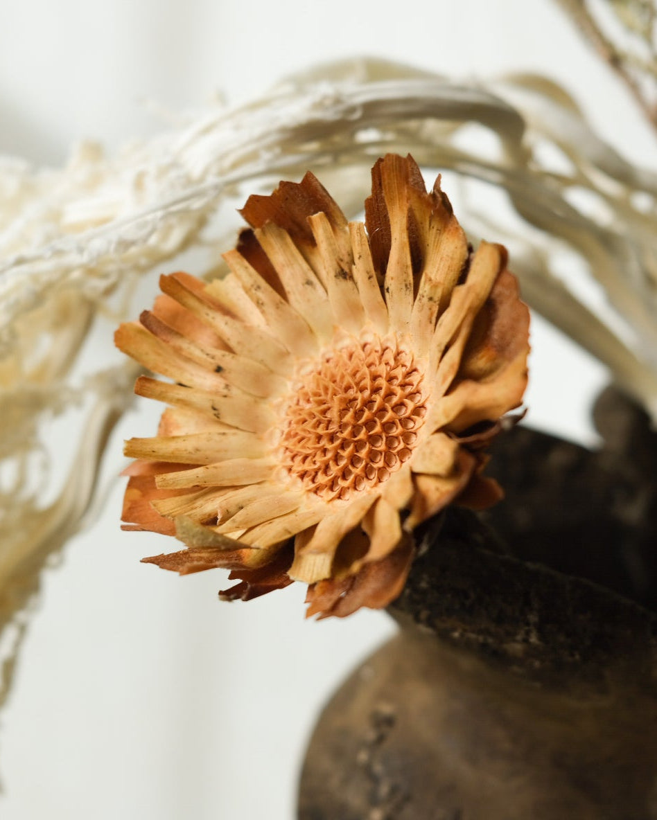 Dried Sunflower