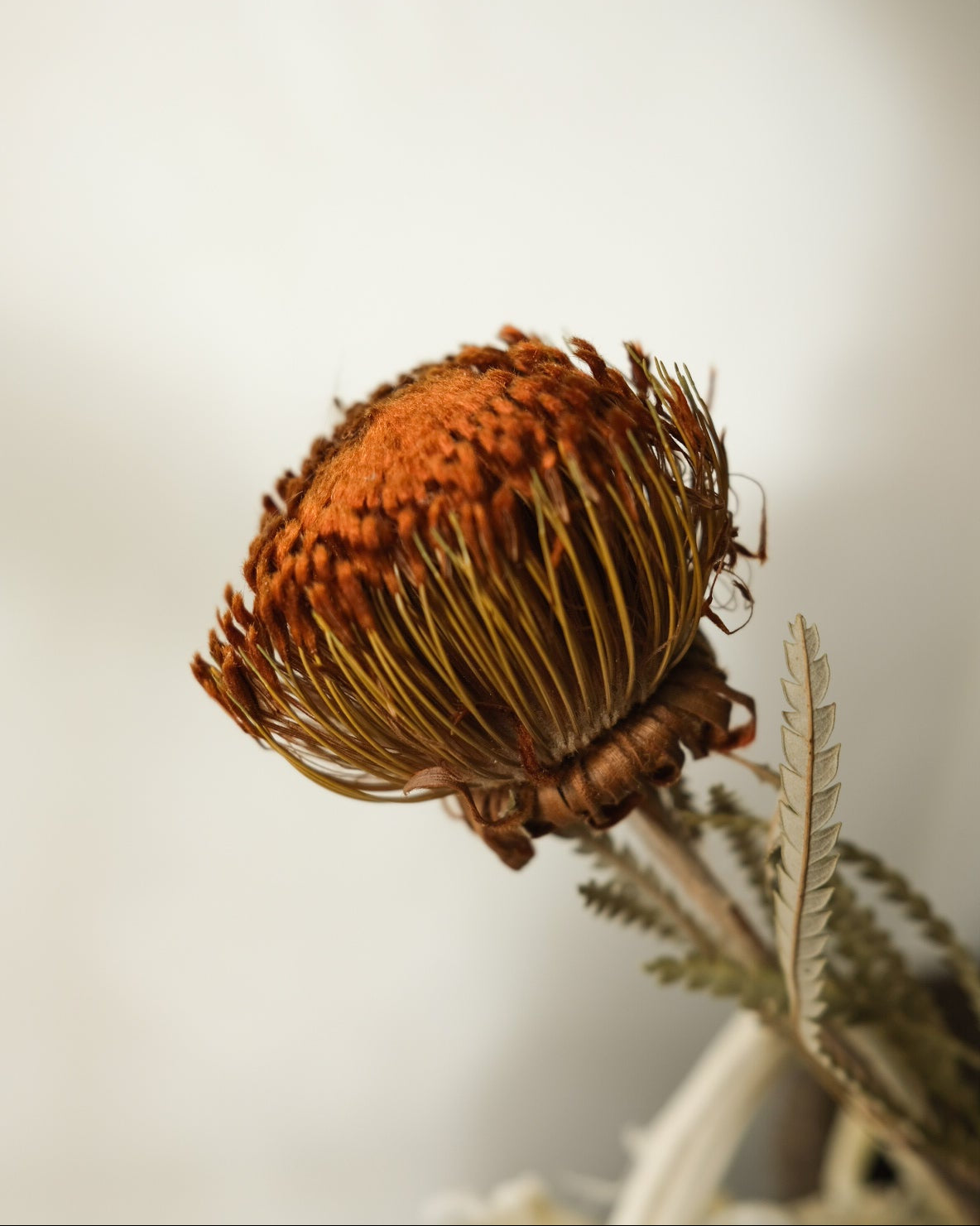 Dried Banksia Foliage