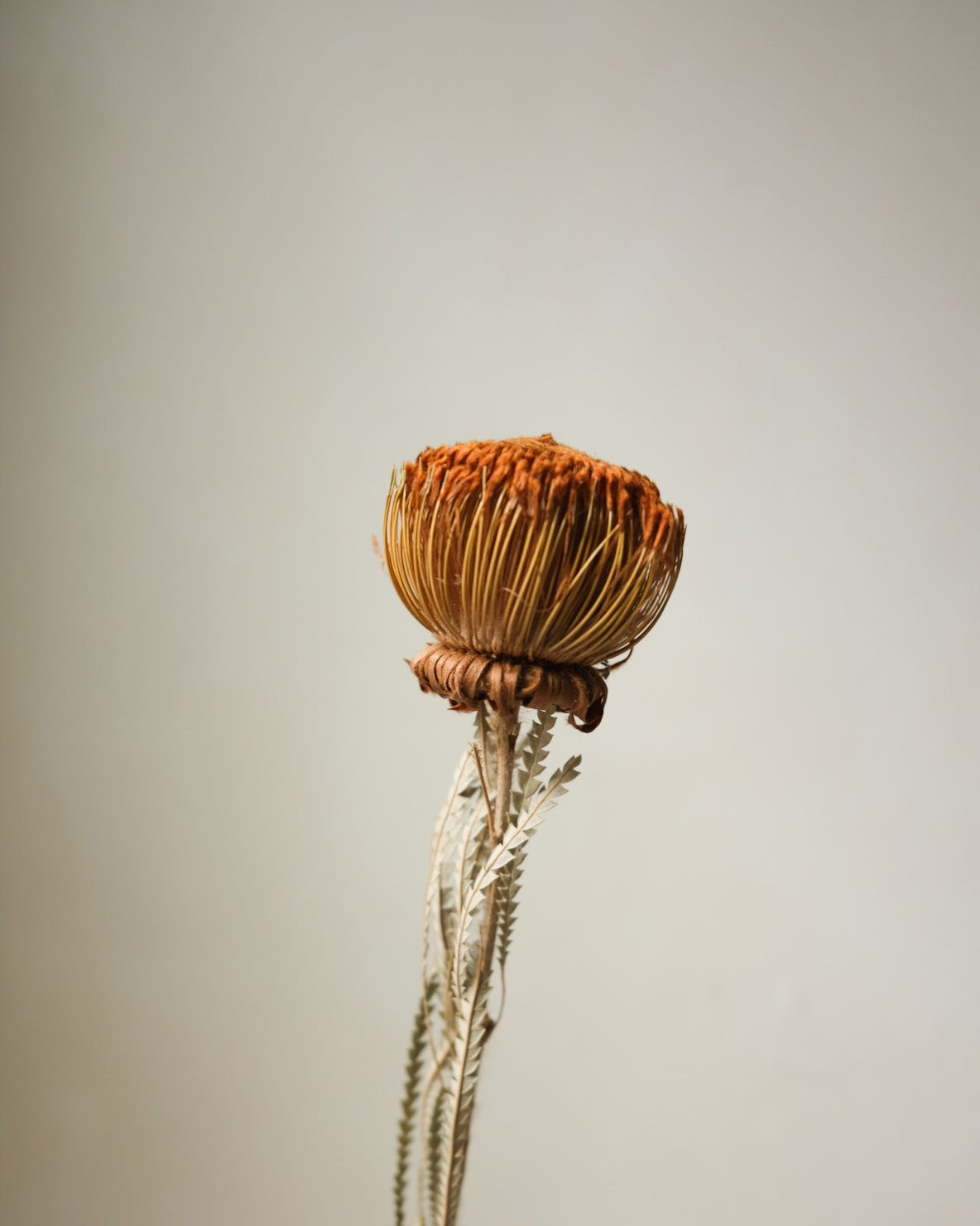 Dried Banksia Foliage