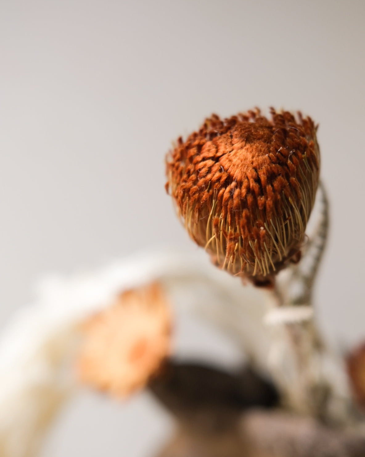 Dried Banksia Foliage