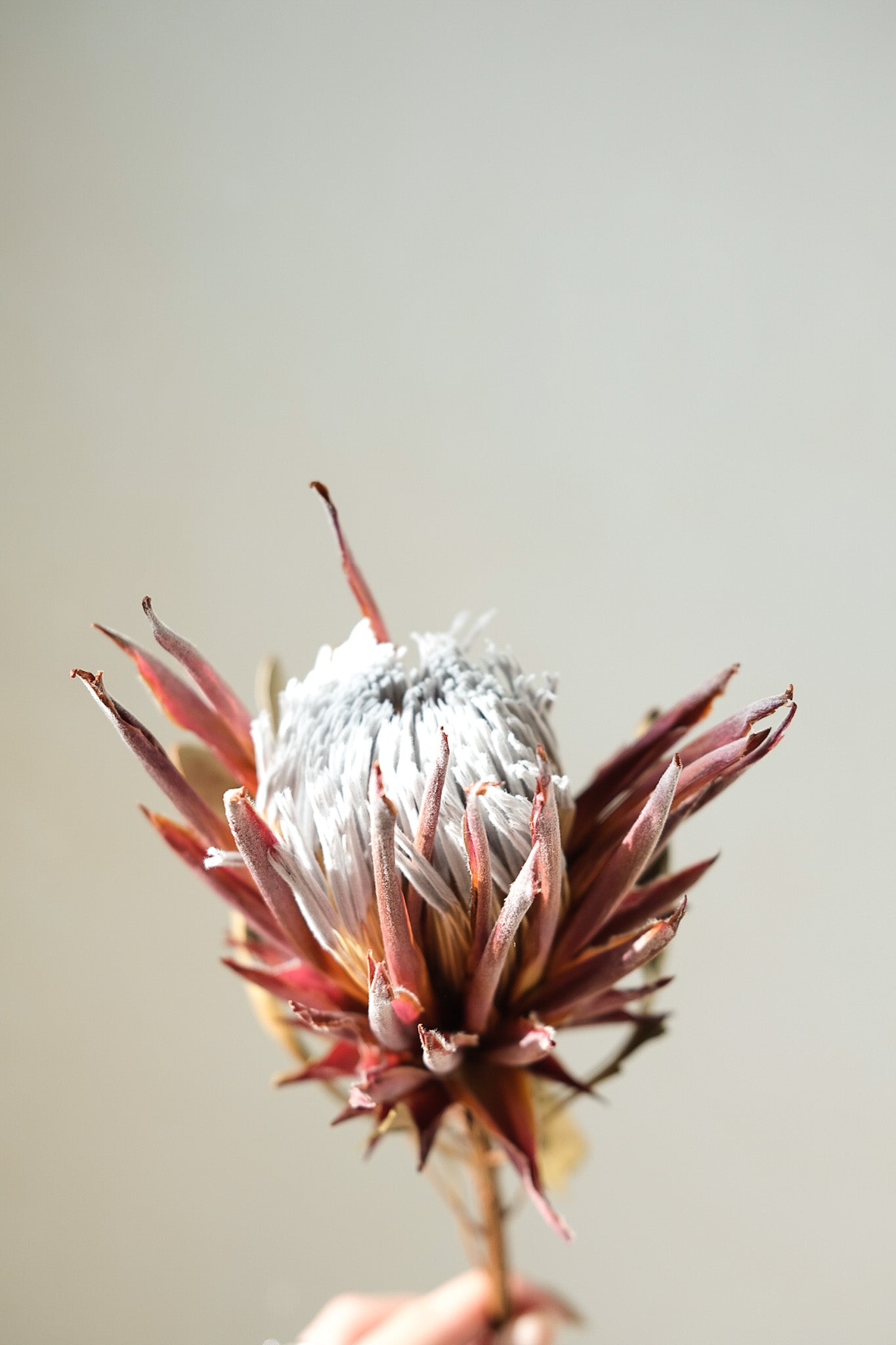 Dried Protea