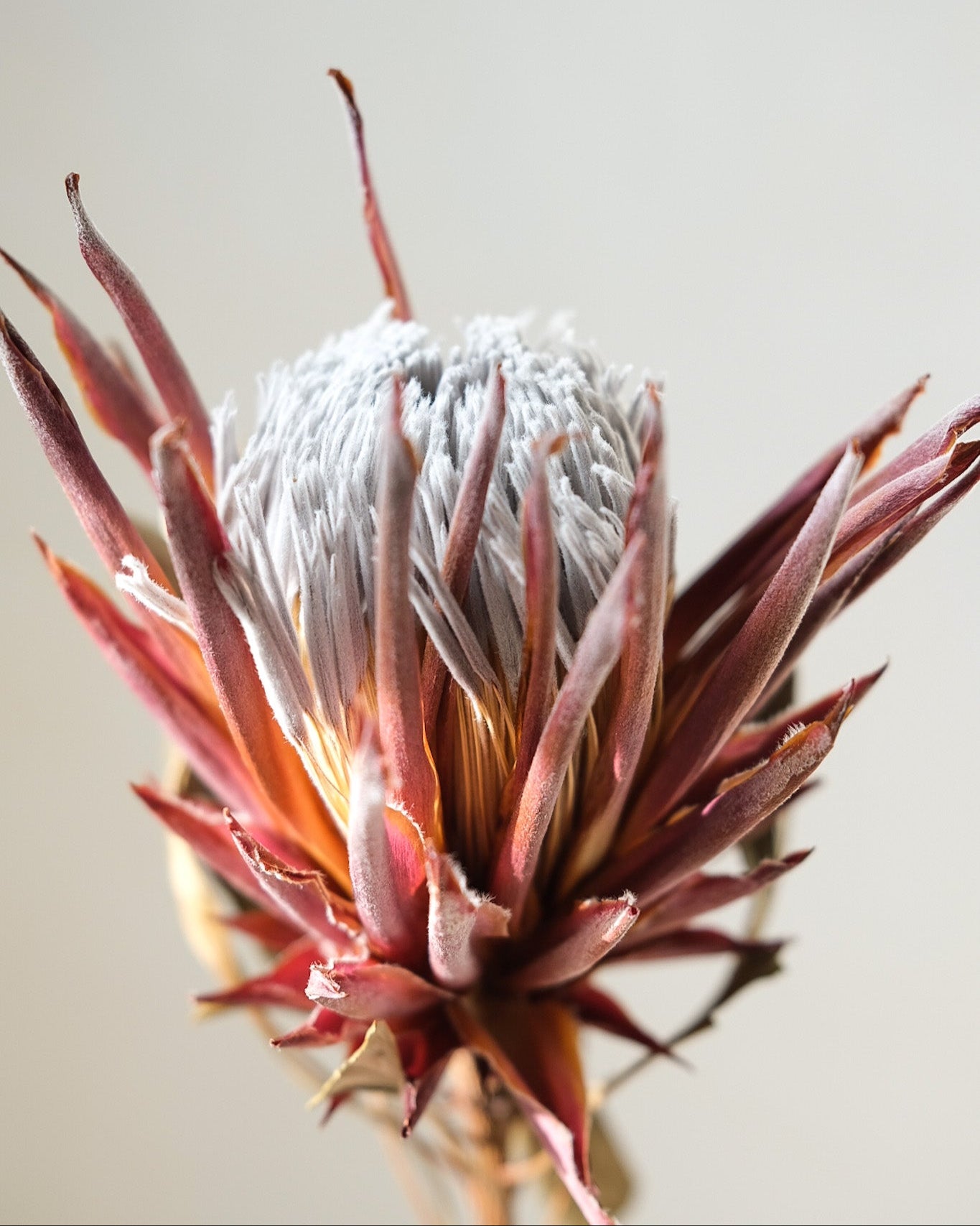 Dried Protea