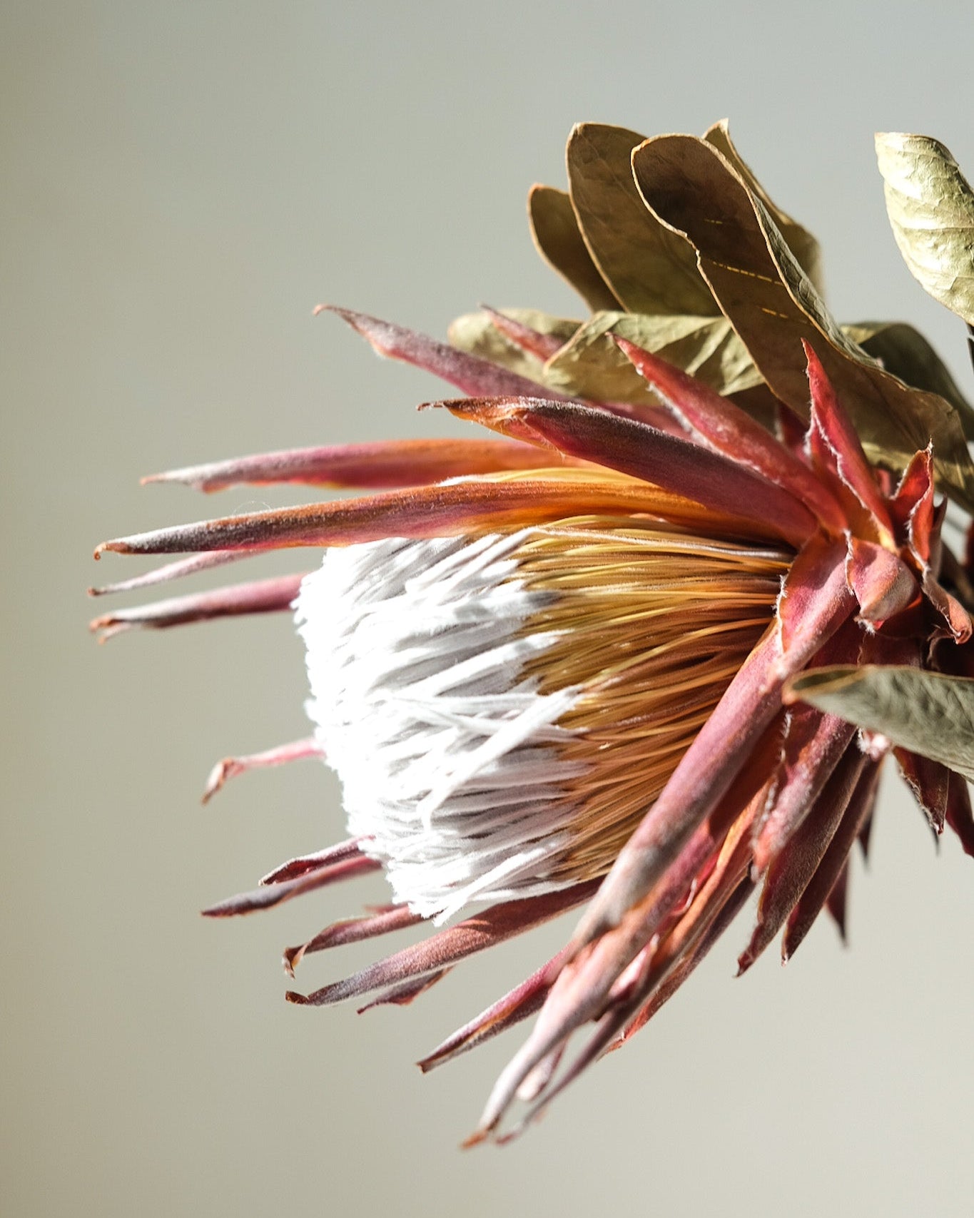 Dried Protea