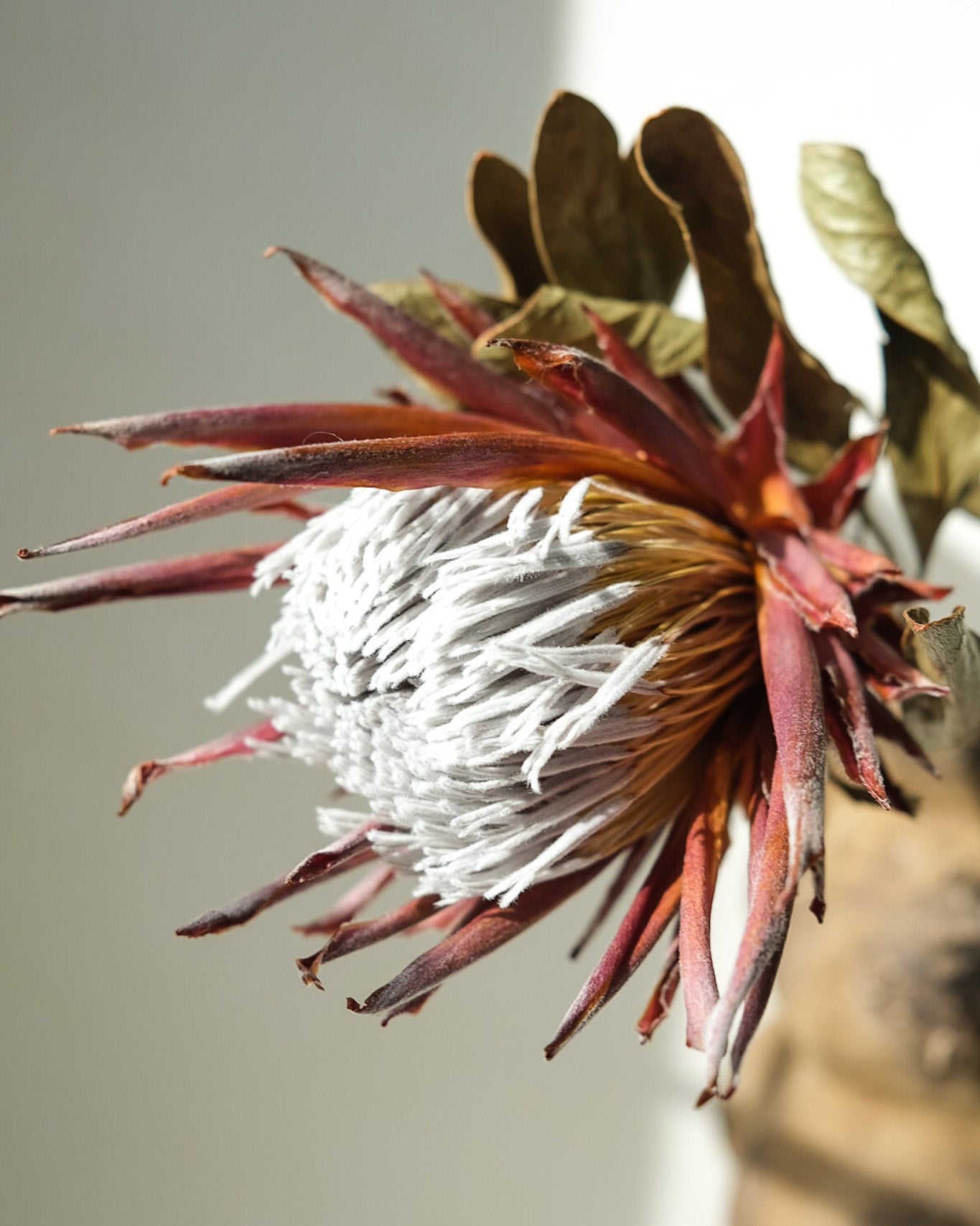 Dried Protea