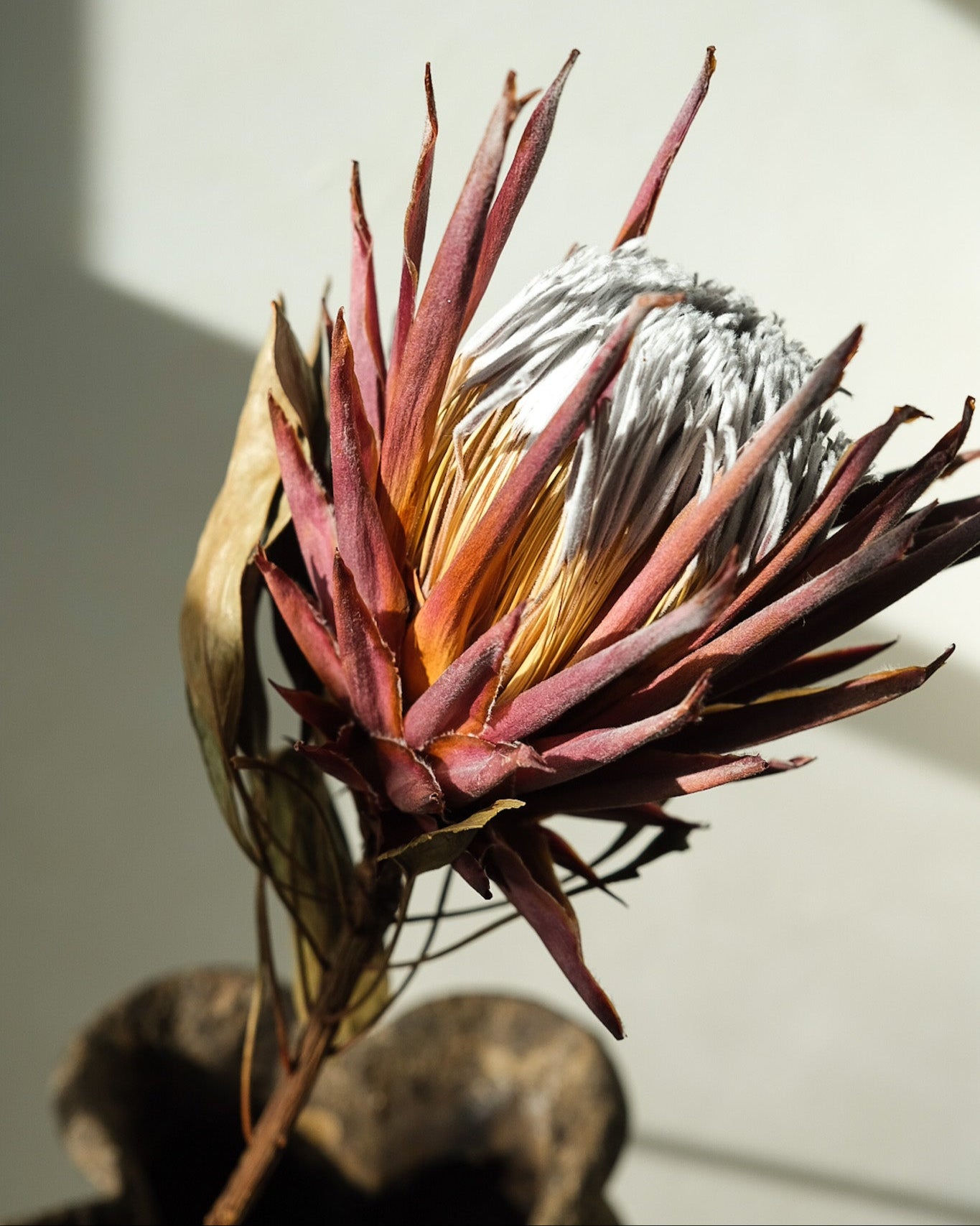 Dried Protea