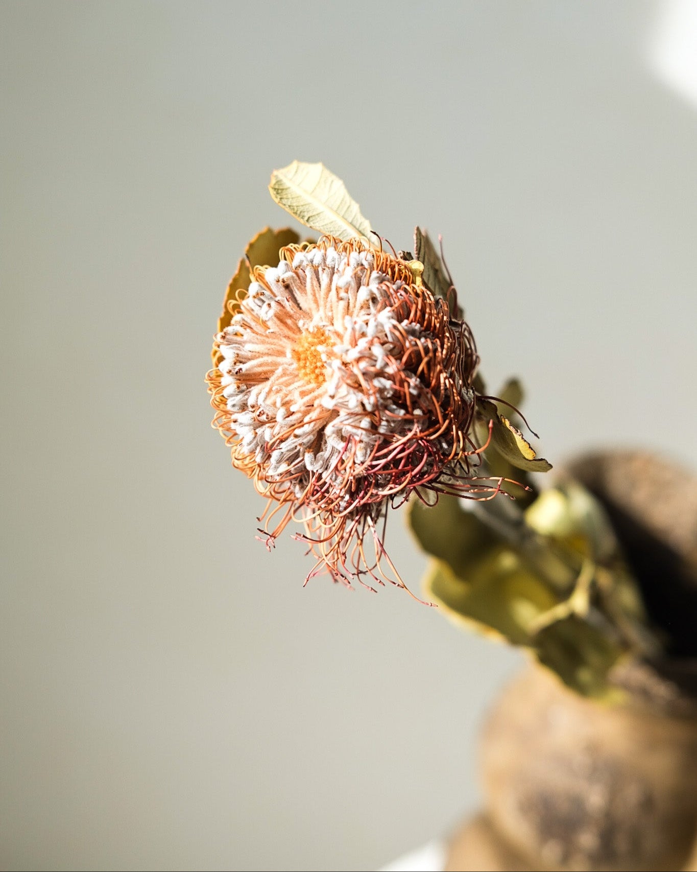 Dried Banksia Ciccubea