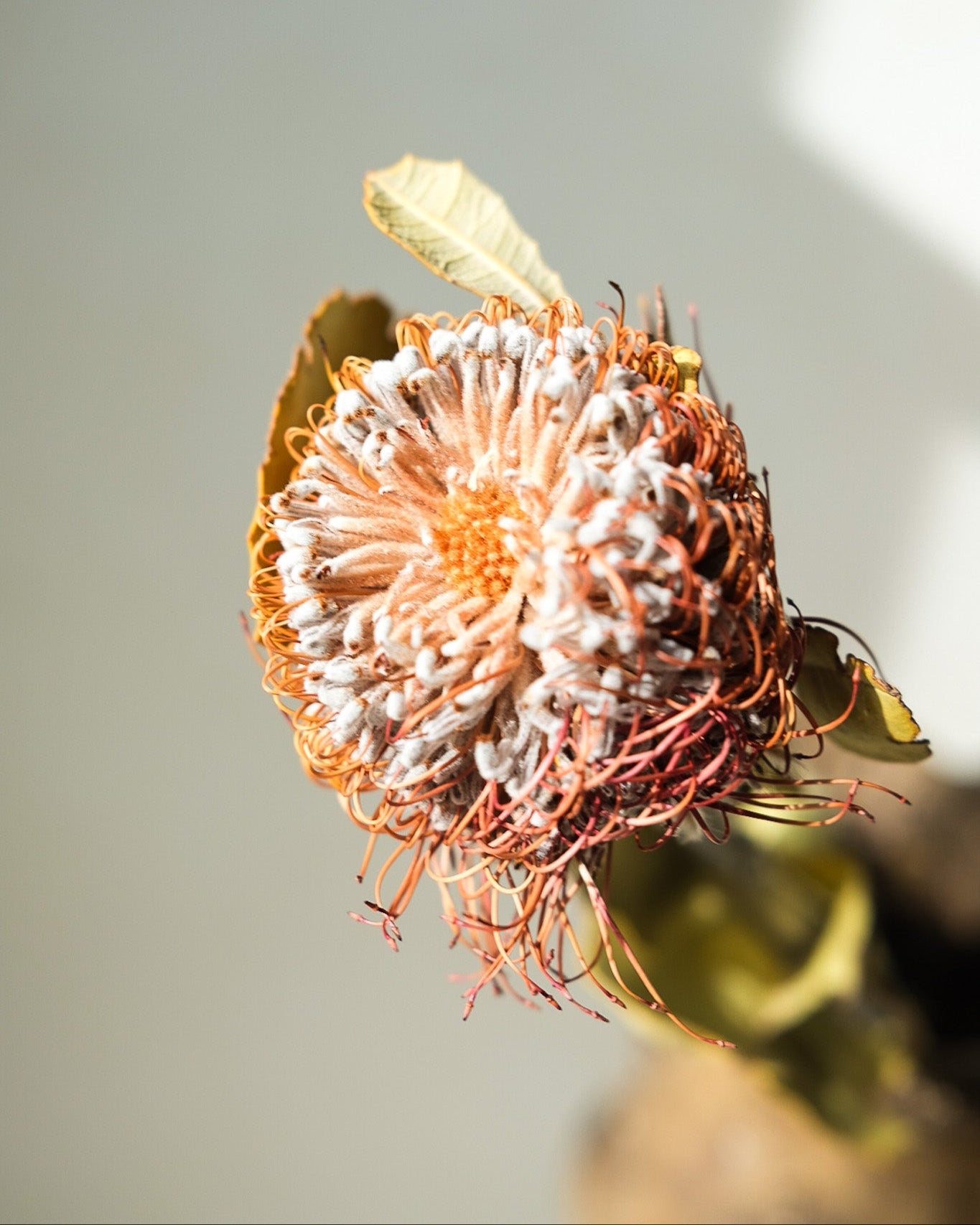 Dried Banksia Ciccubea