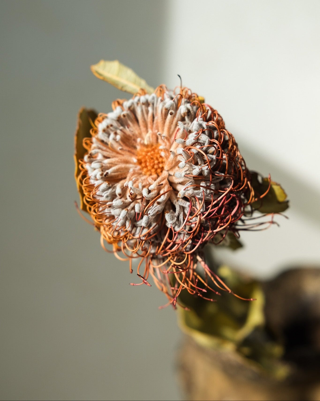 Dried Banksia Ciccubea