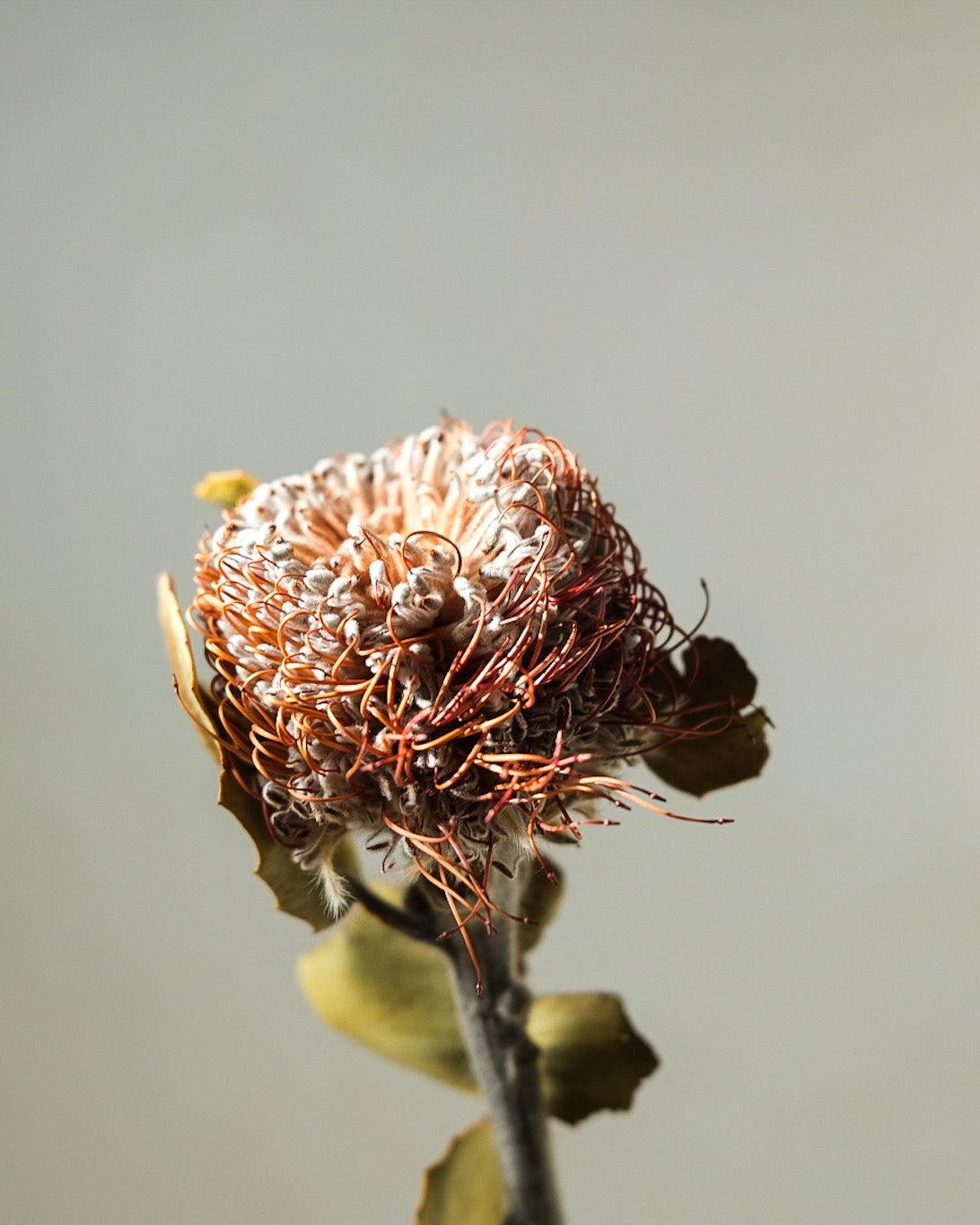 Dried Banksia Ciccubea