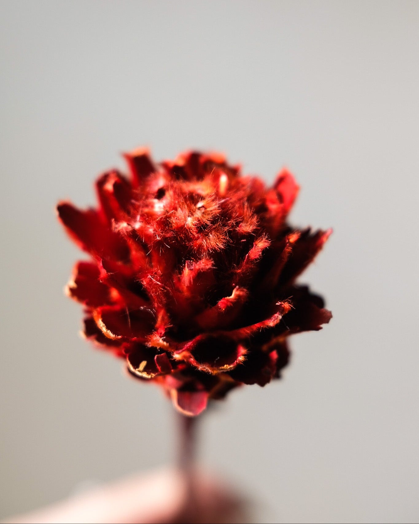 Dried African Daisy