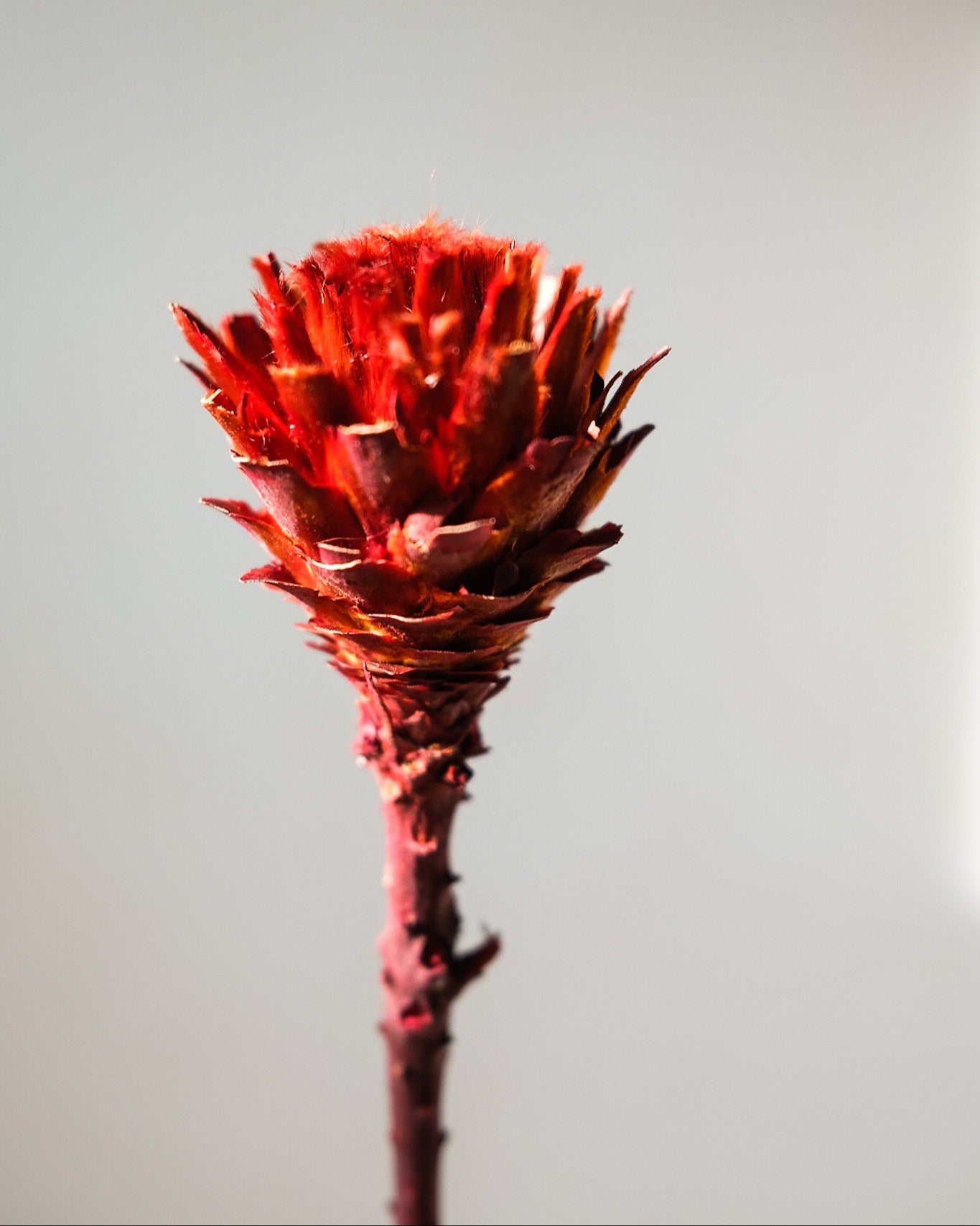 Dried African Daisy