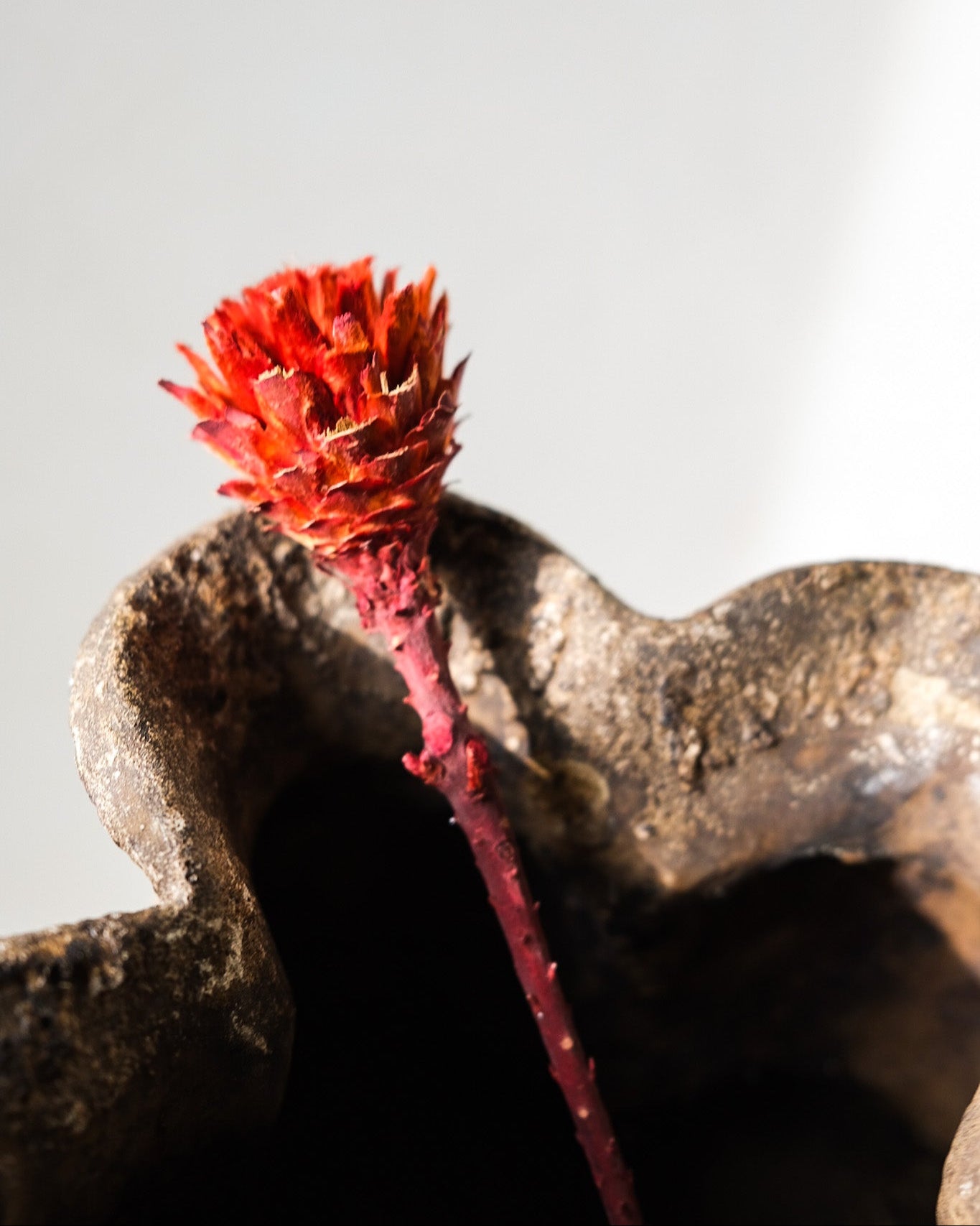 Dried African Daisy