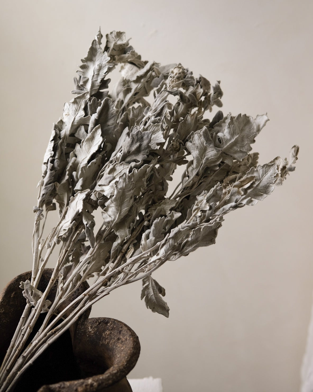 Dried Dusty Miller