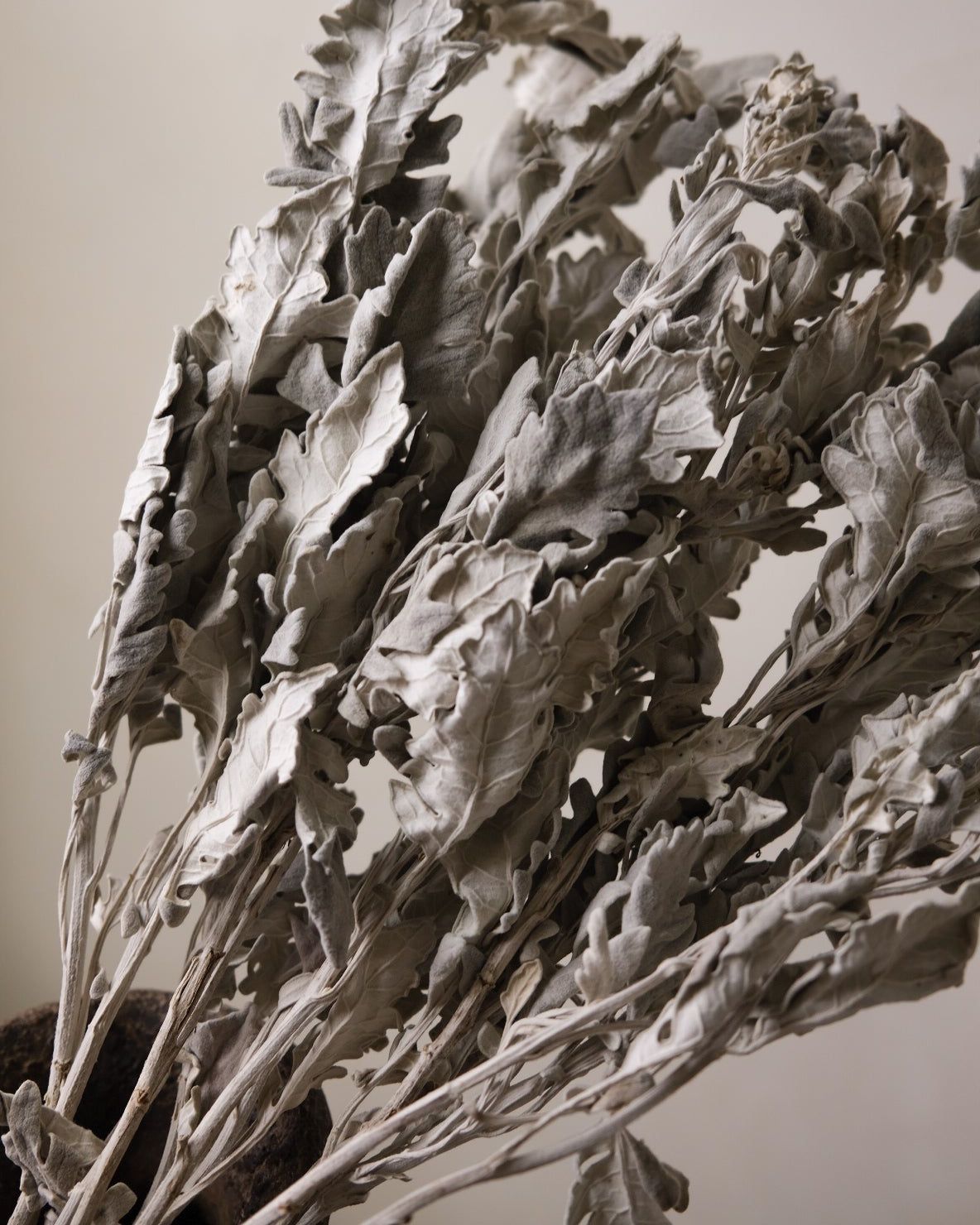 Dried Dusty Miller