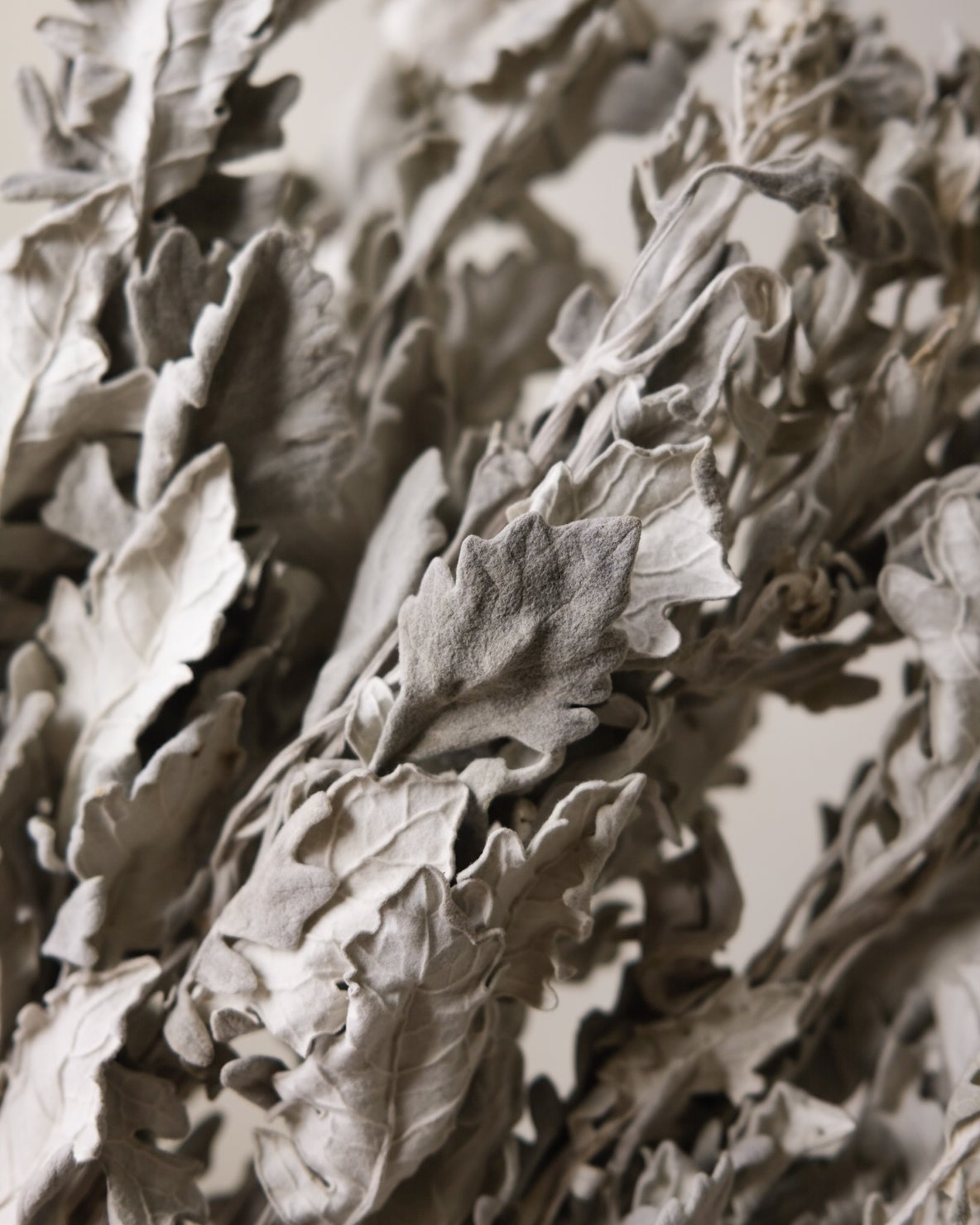 Dried Dusty Miller