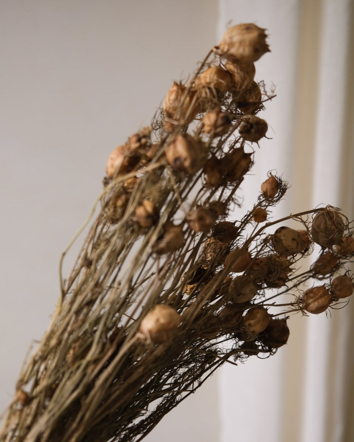 Dried Nigella