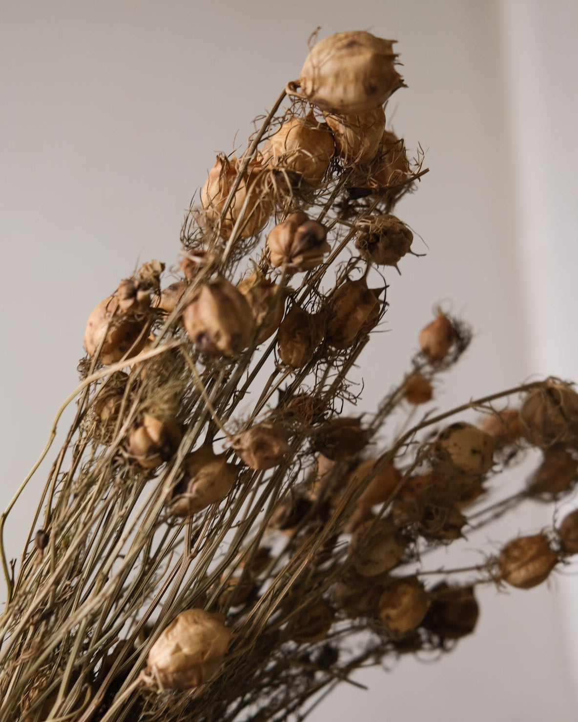 Dried Nigella