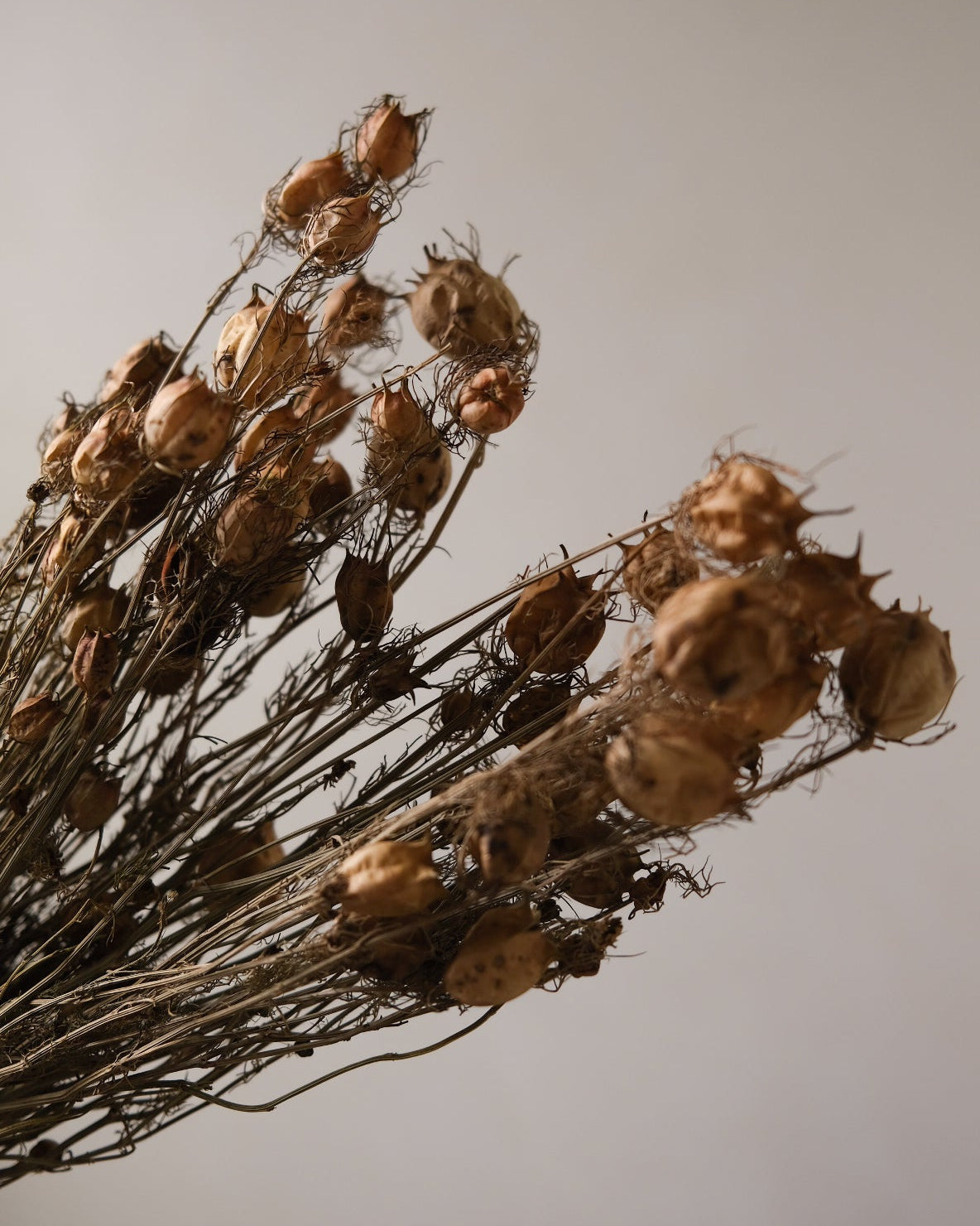 Dried Nigella