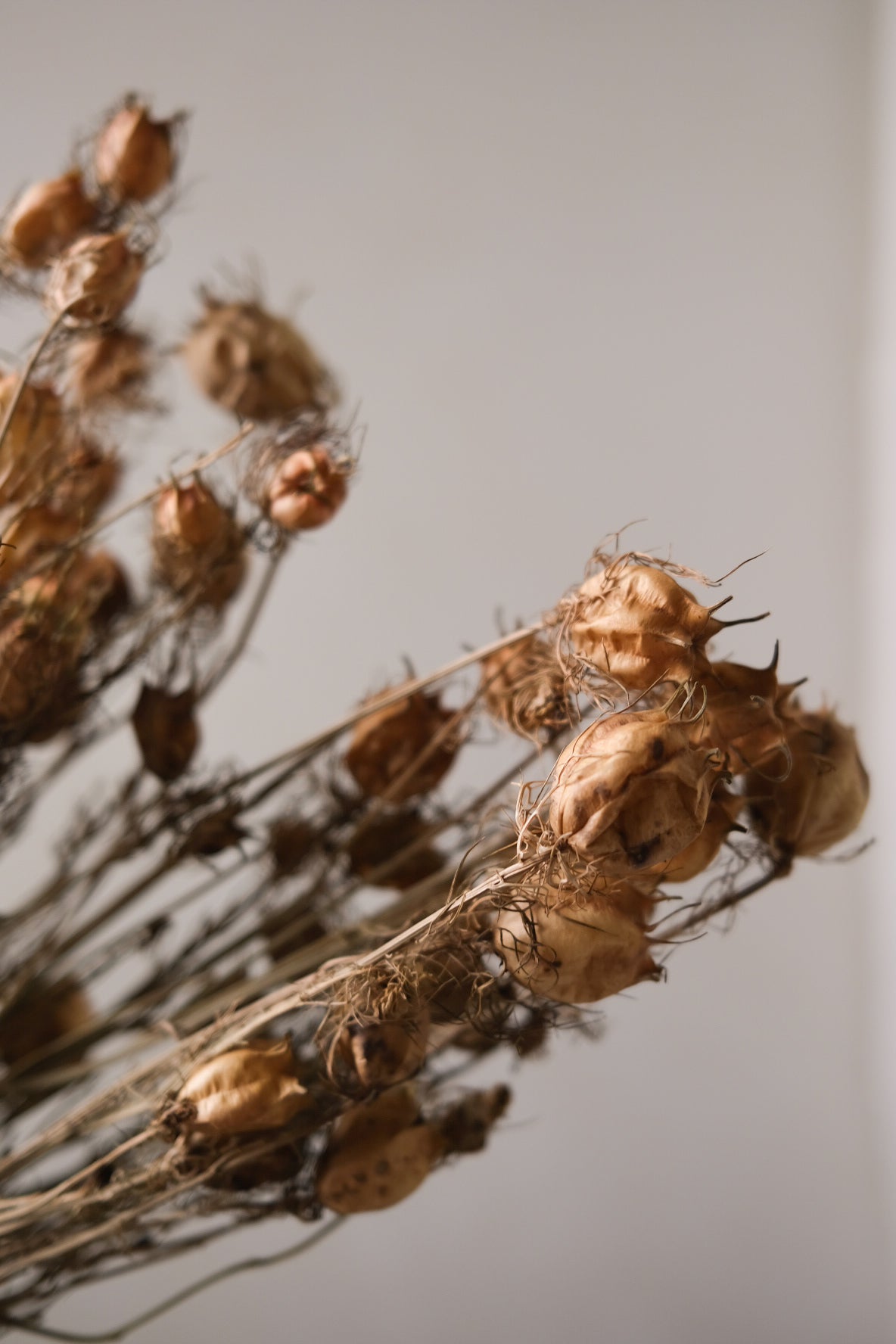 Dried Nigella