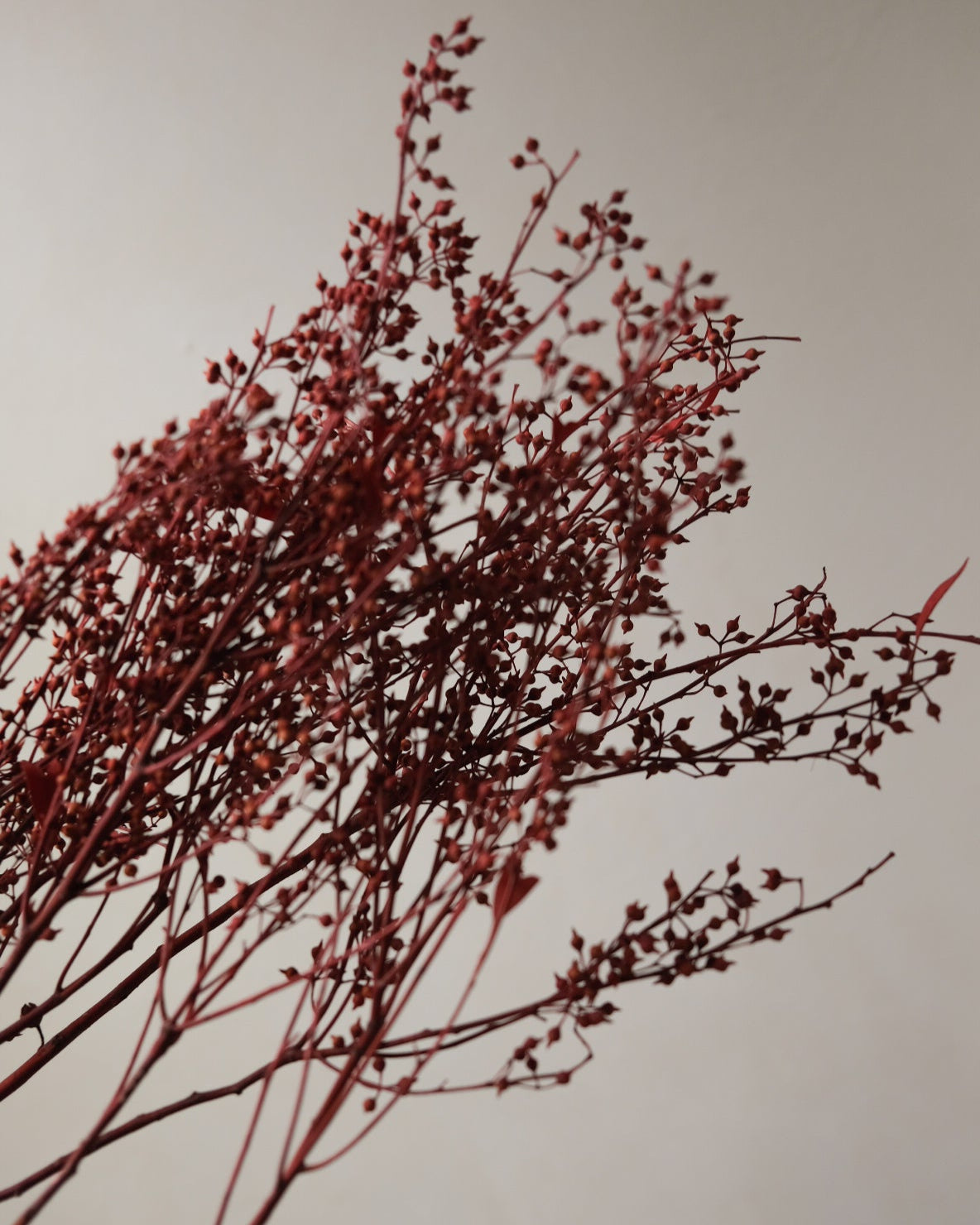 Dried Eucalyptus Fruit (Red)