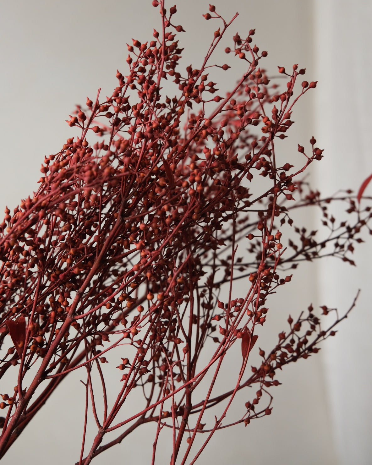 Dried Eucalyptus Fruit (Red)