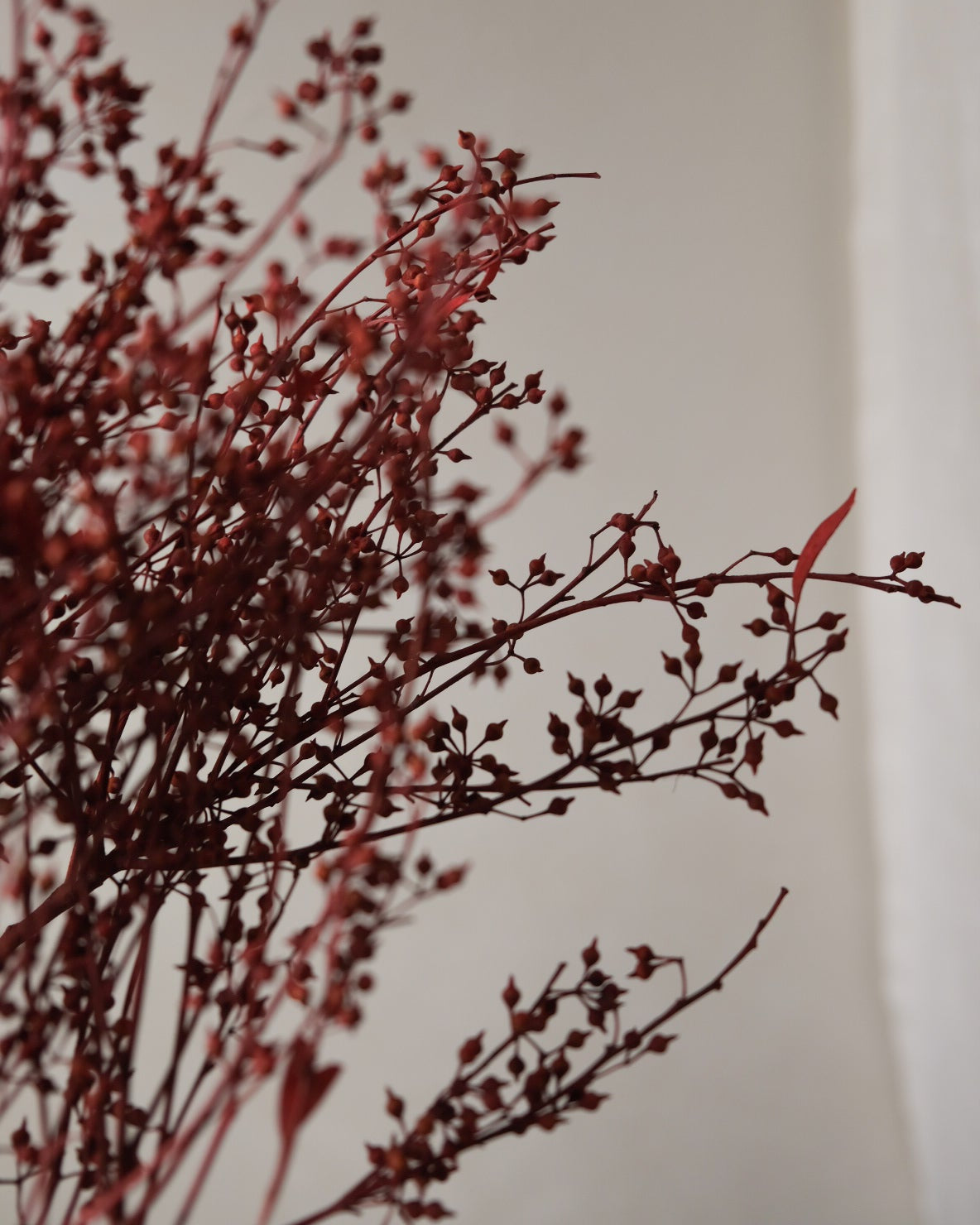 Dried Eucalyptus Fruit (Red)