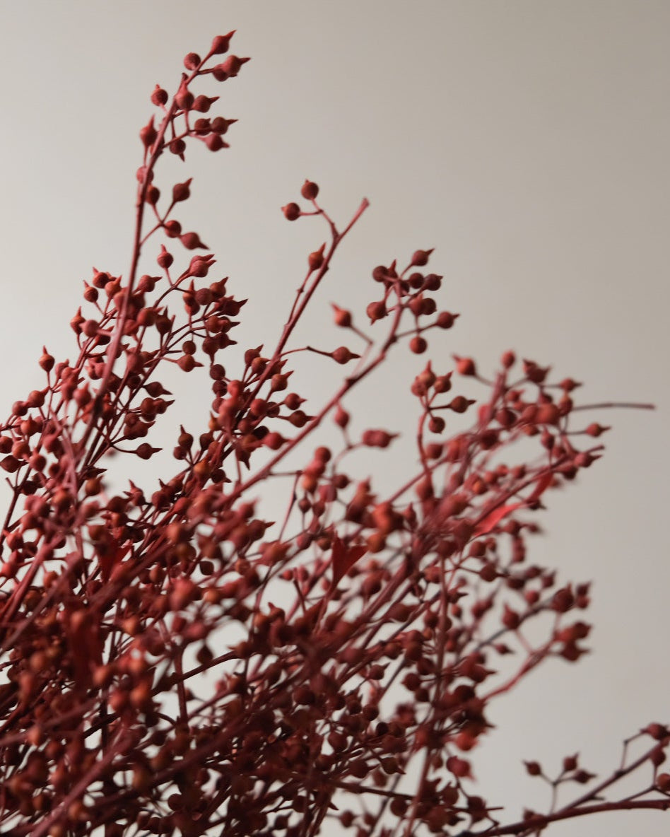 Dried Eucalyptus Fruit (Red)