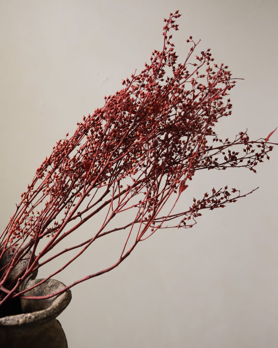 Dried Eucalyptus Fruit (Red)