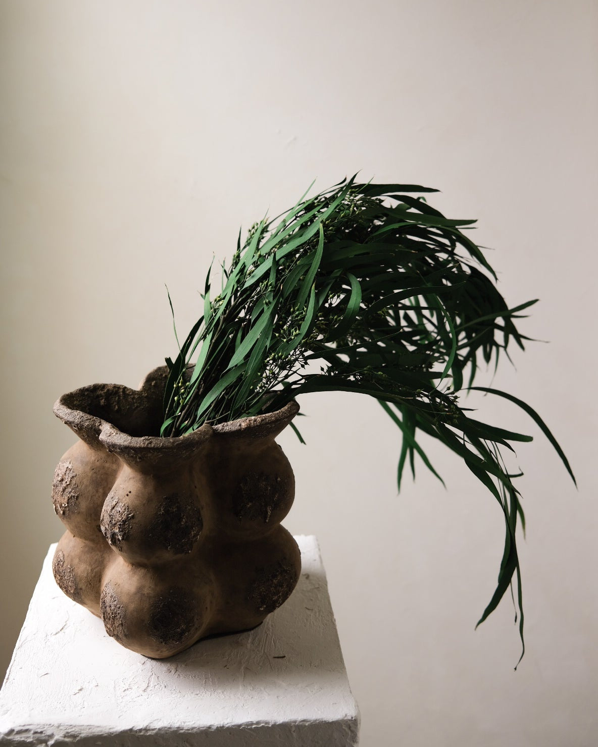 Dried Eucalyptus Long Leaves