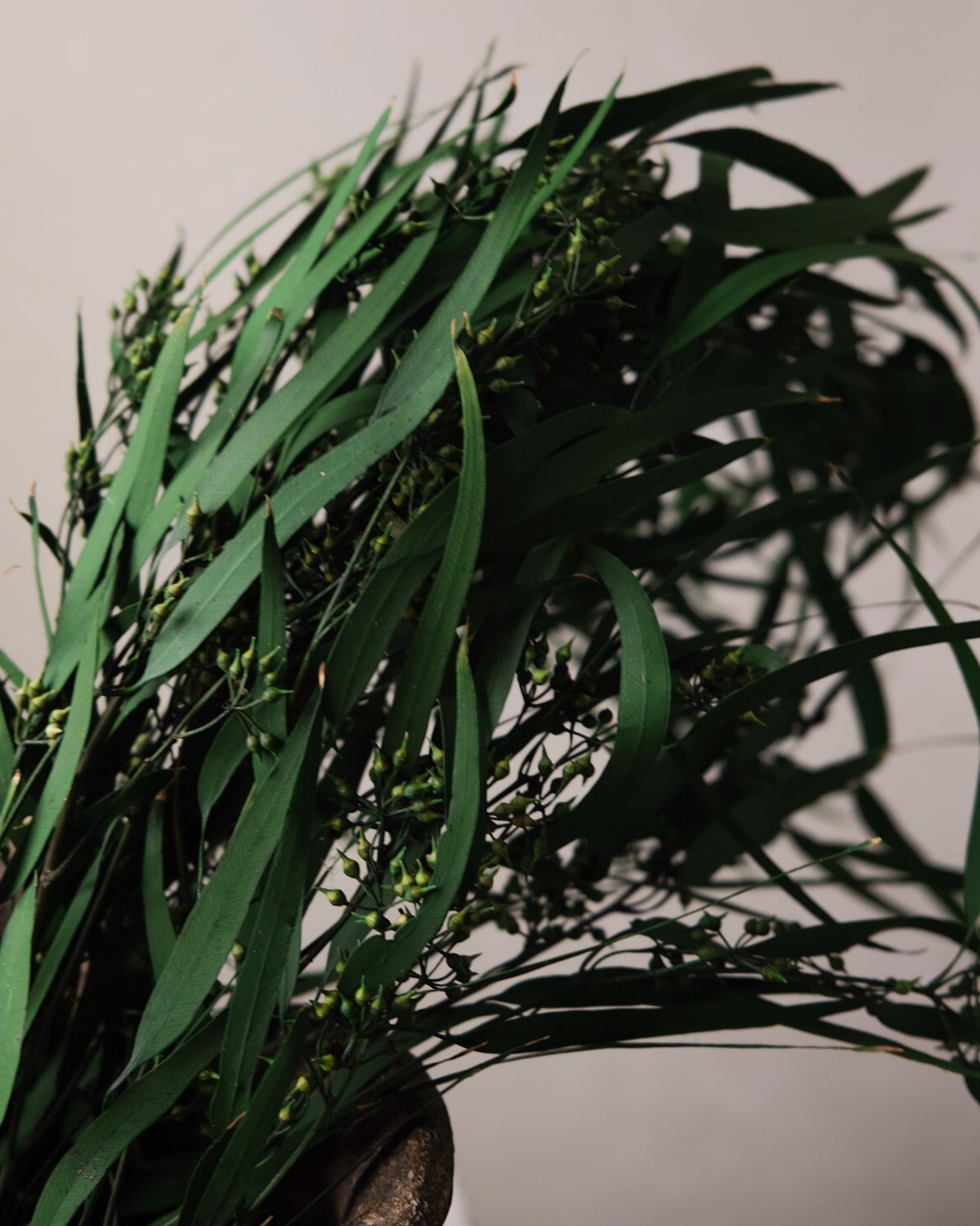 Dried Eucalyptus Long Leaves