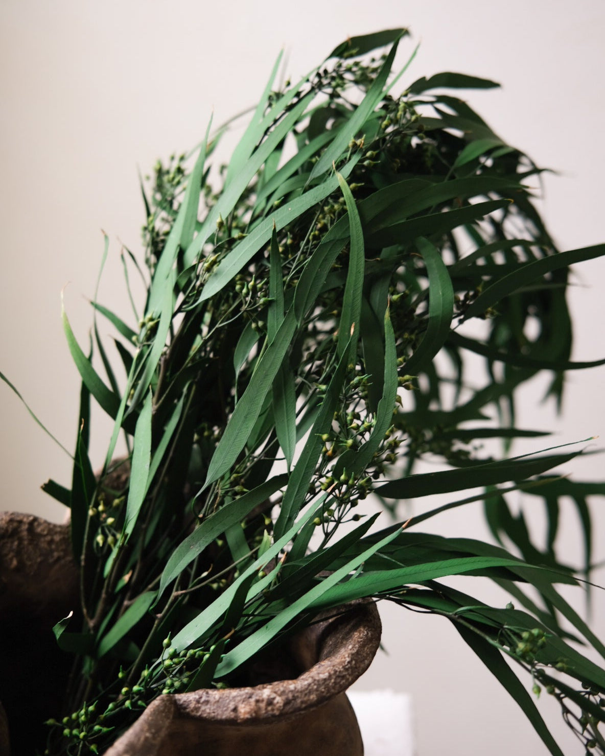 Dried Eucalyptus Long Leaves