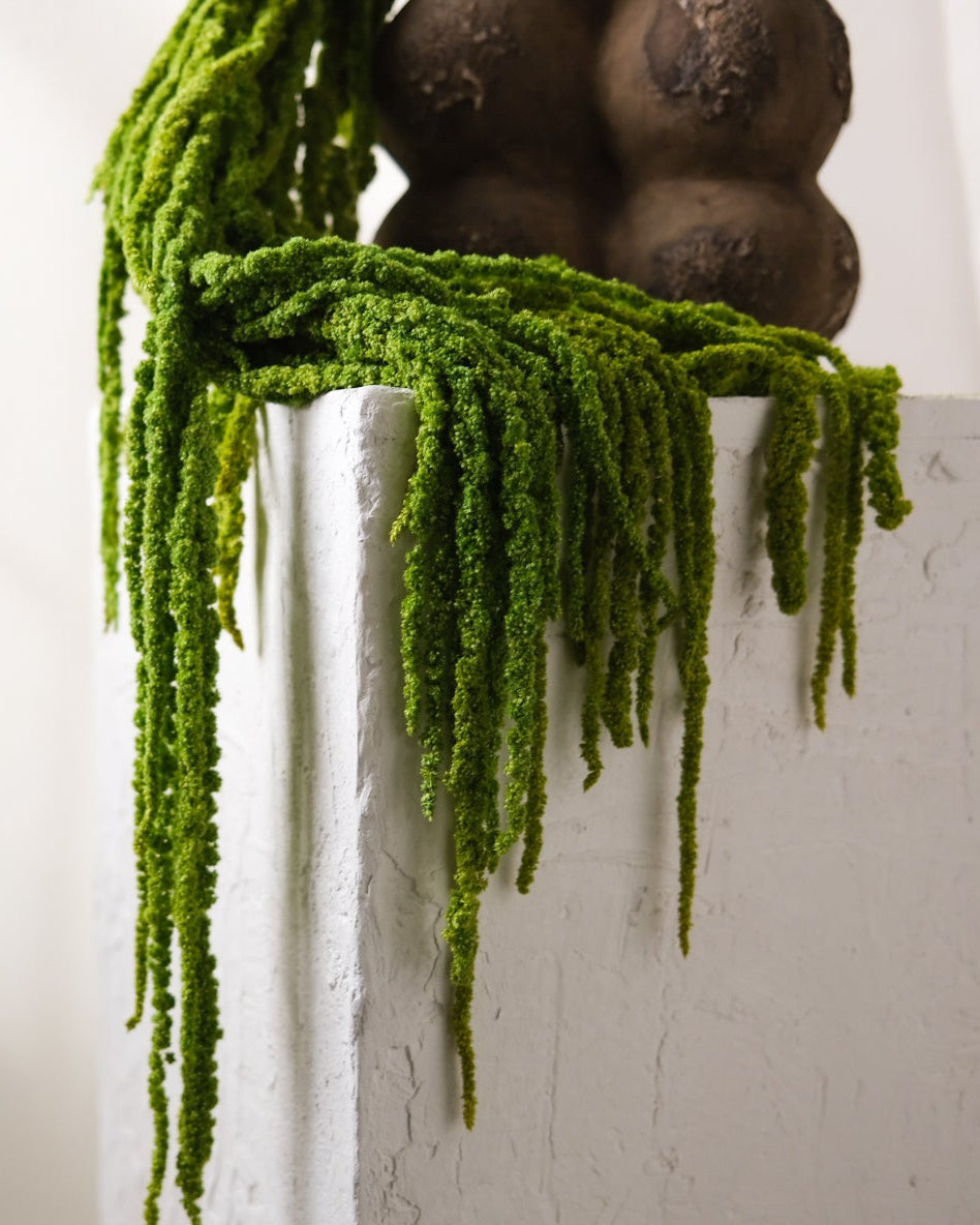 Dried Amaranthus (Green)