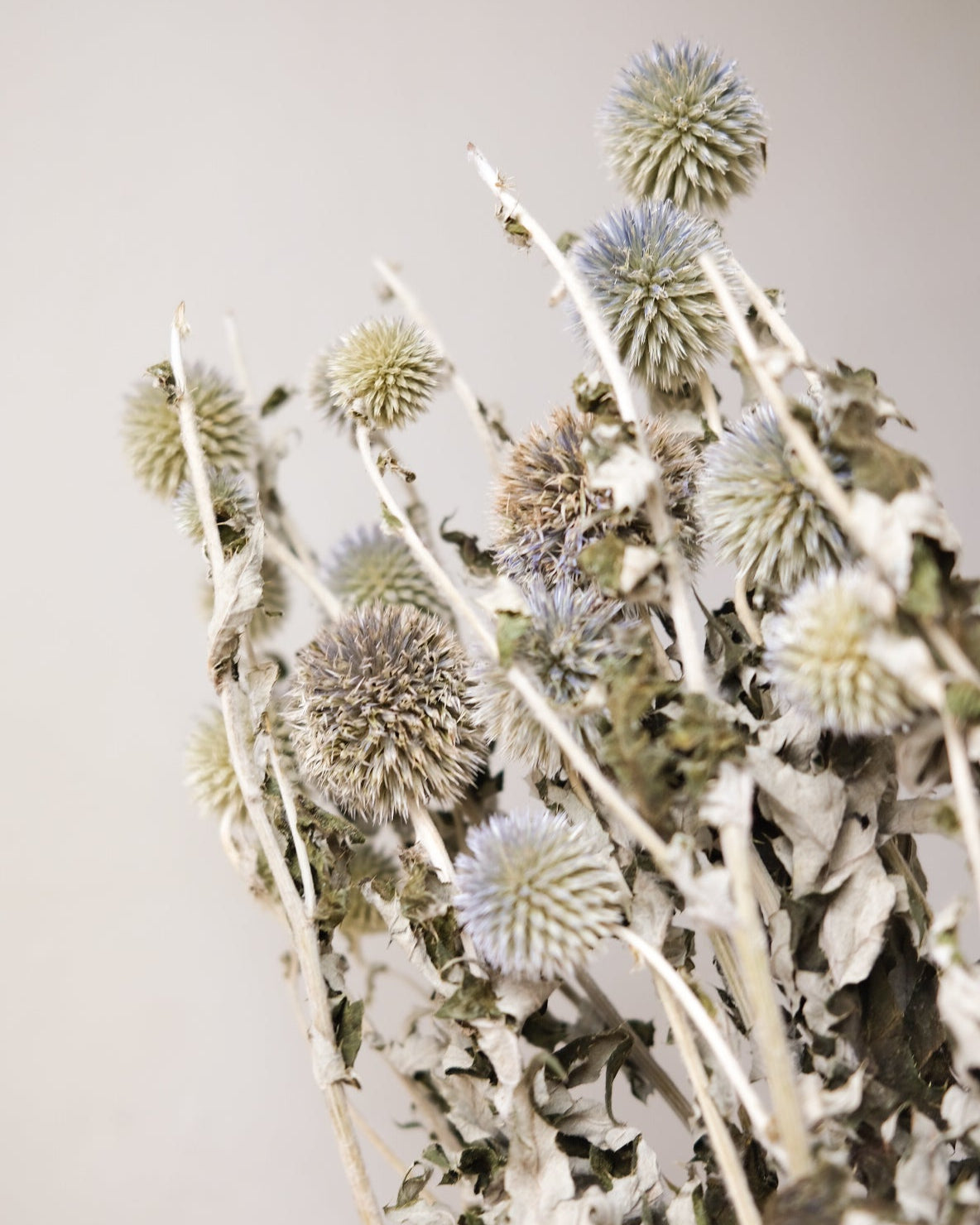 Dried Echinops Bannaticus