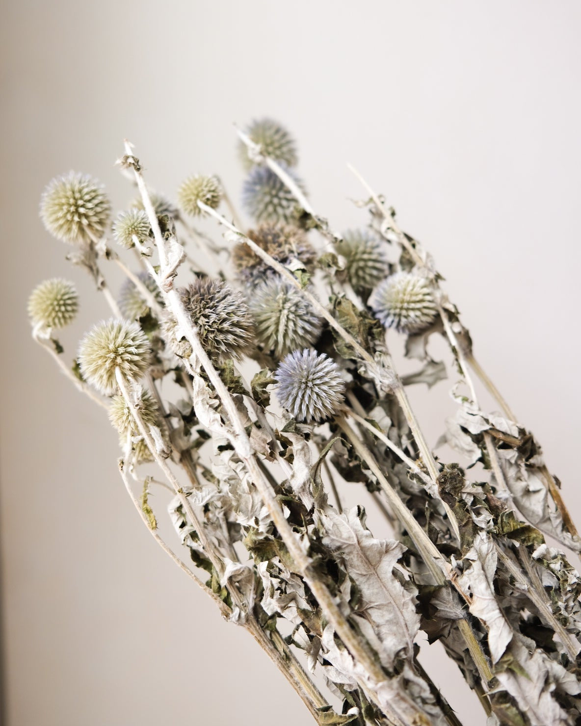 Dried Echinops Bannaticus