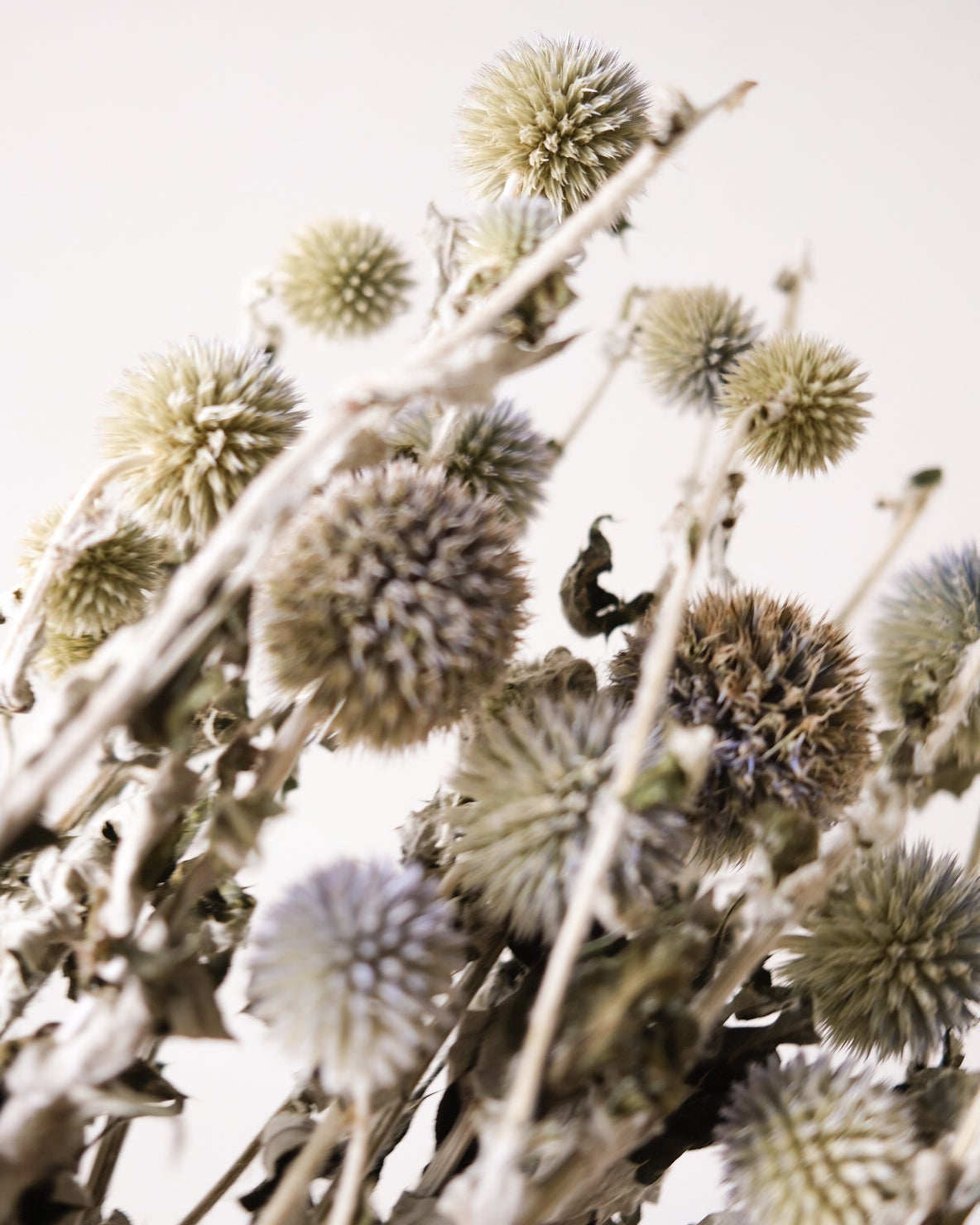 Dried Echinops Bannaticus